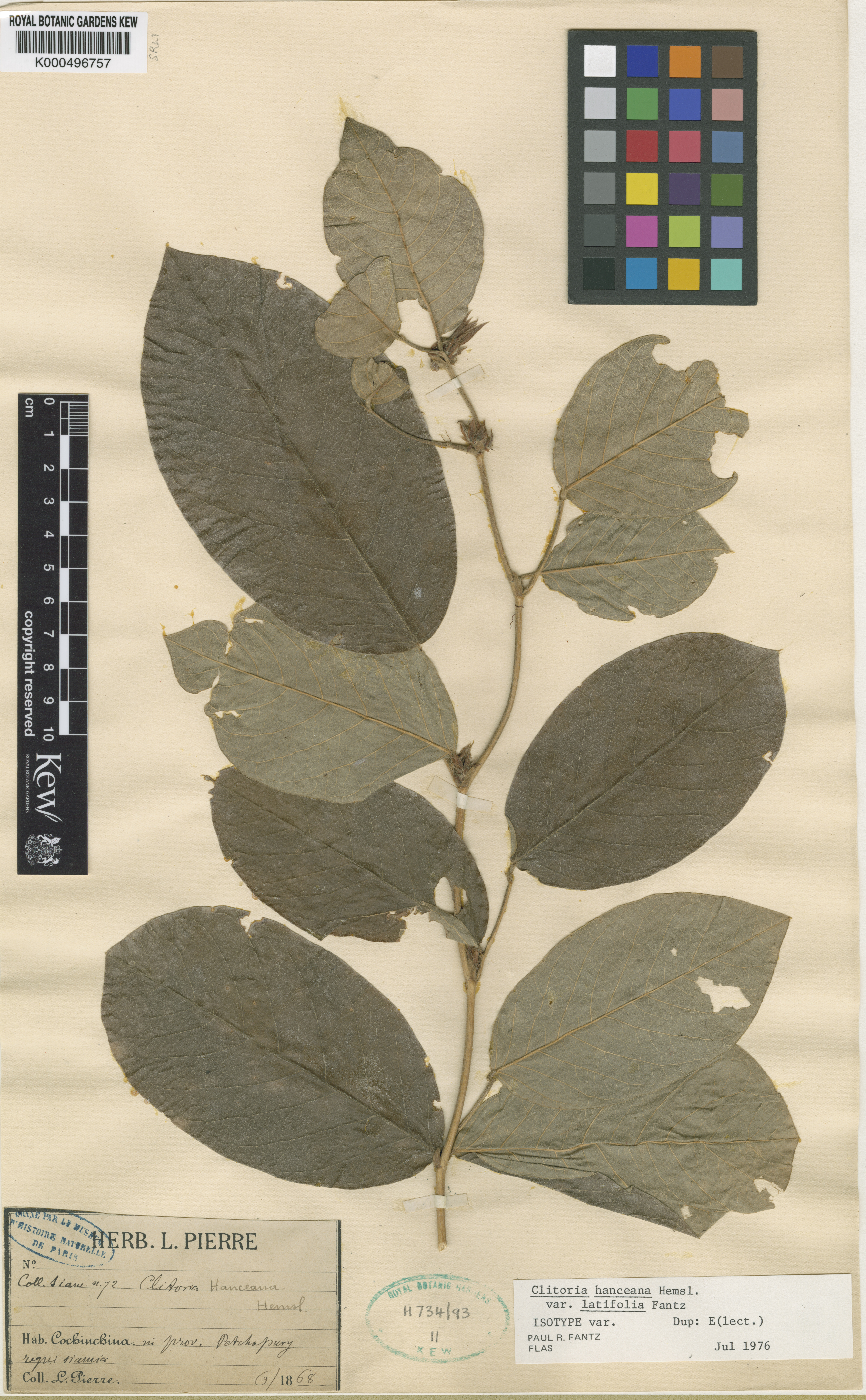 Clitoria hanceana (Clitoria hanceana)