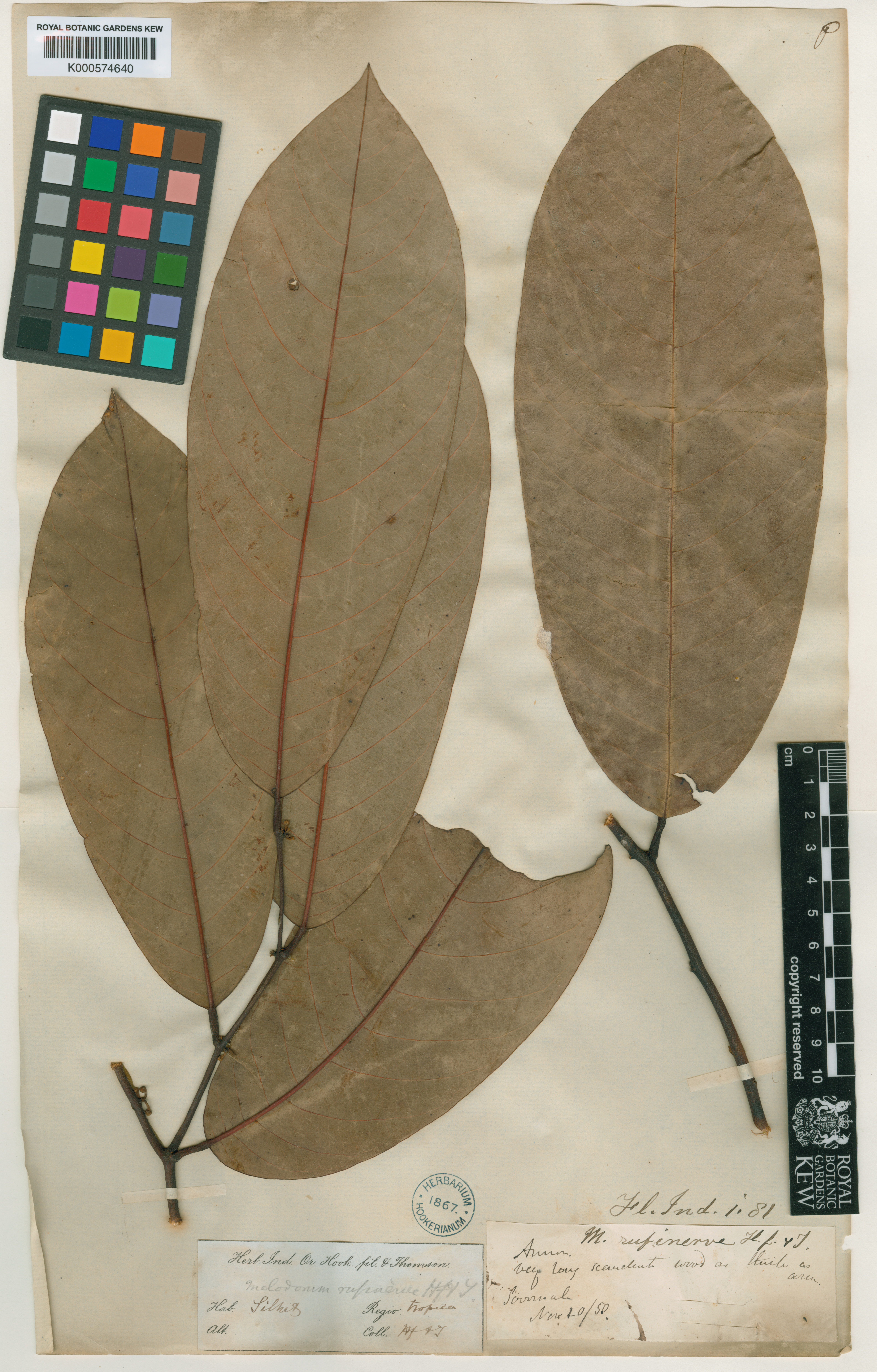 Fissistigma rufinerve (Fissistigma rufinerve)