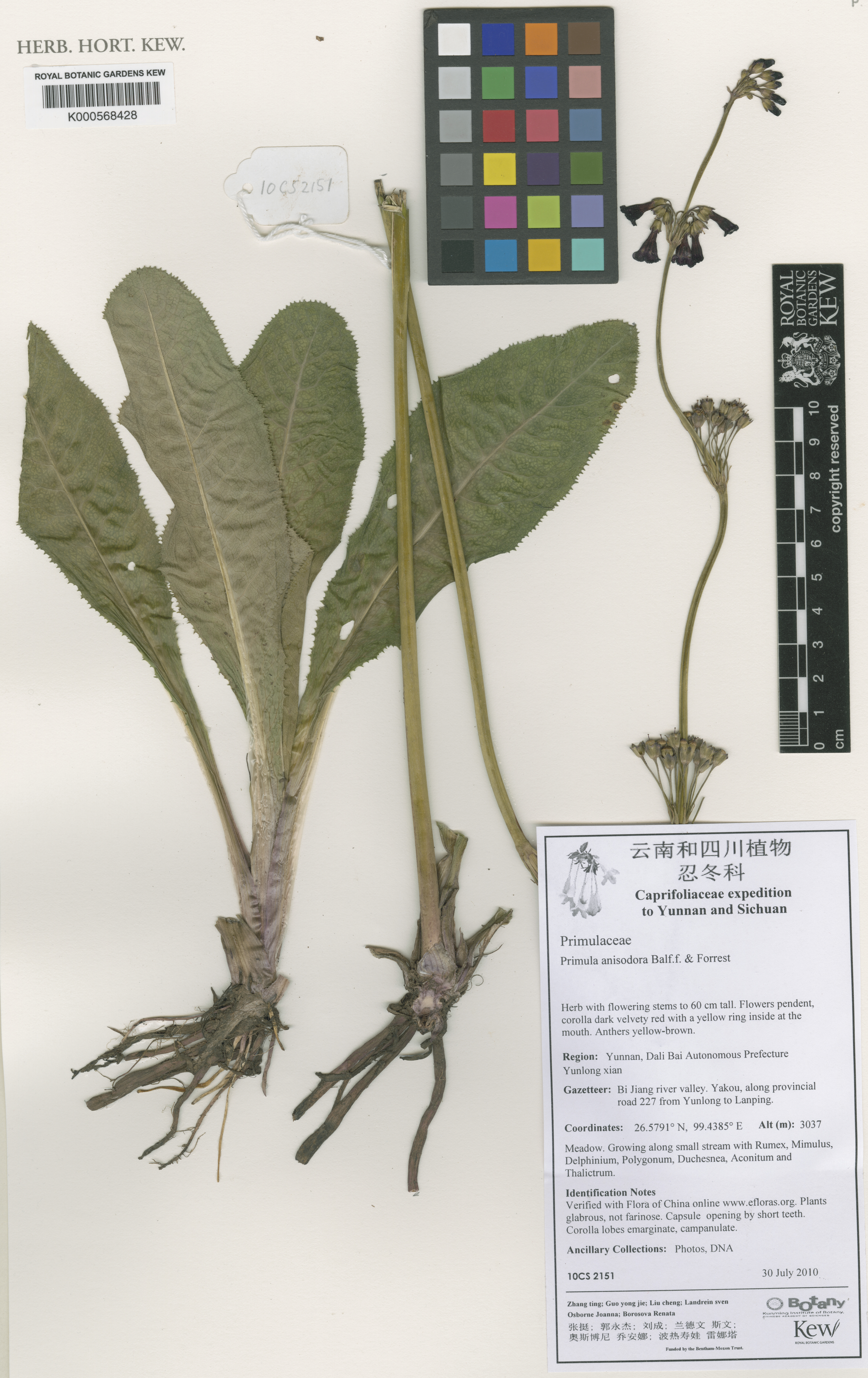 Primula anisodora