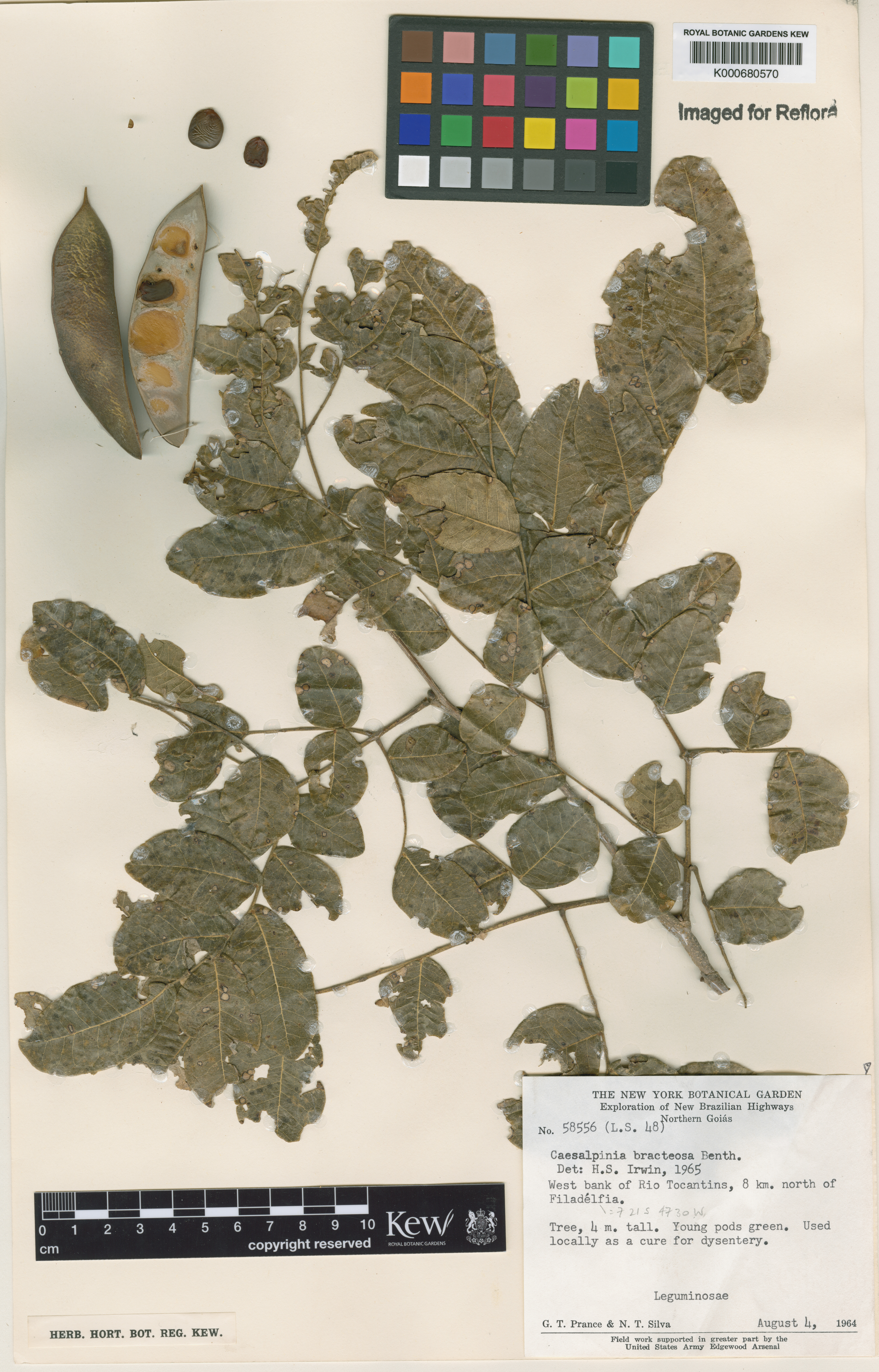 Caesalpinia bracteosa