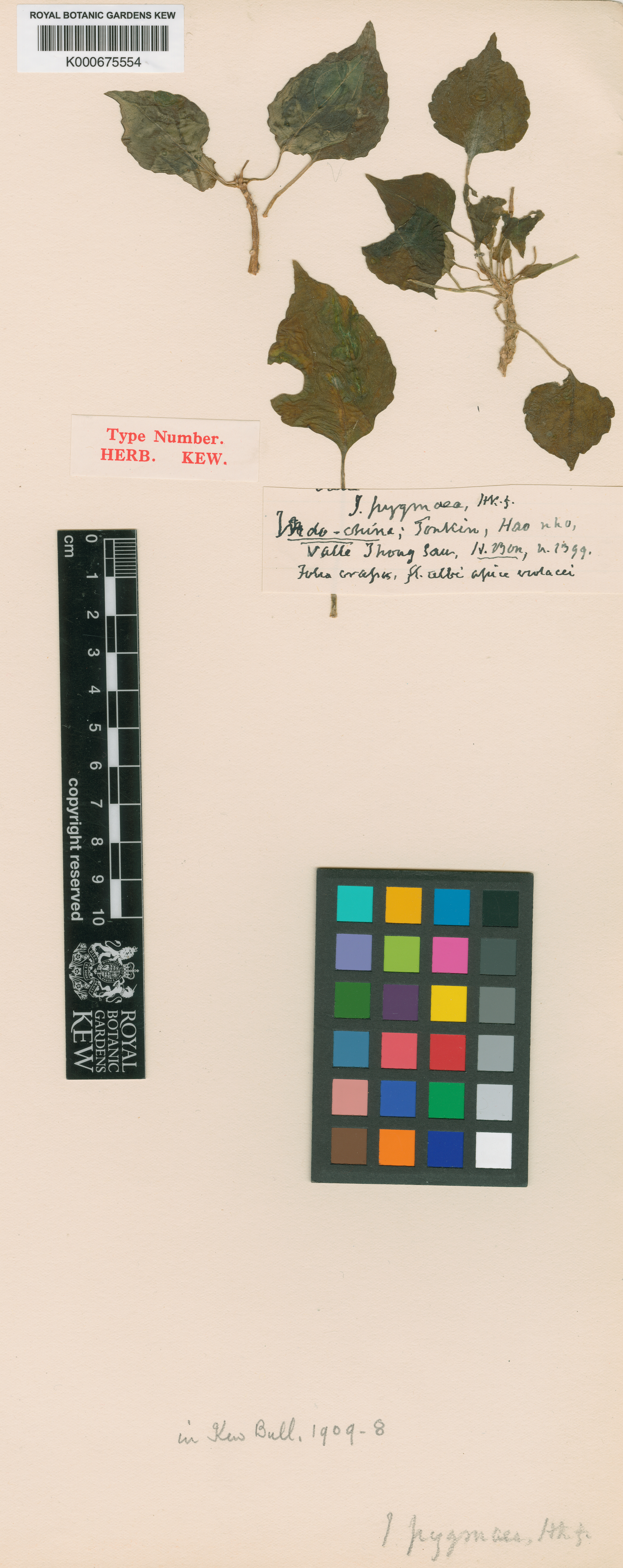 Impatiens pygmaea — ảnh 3