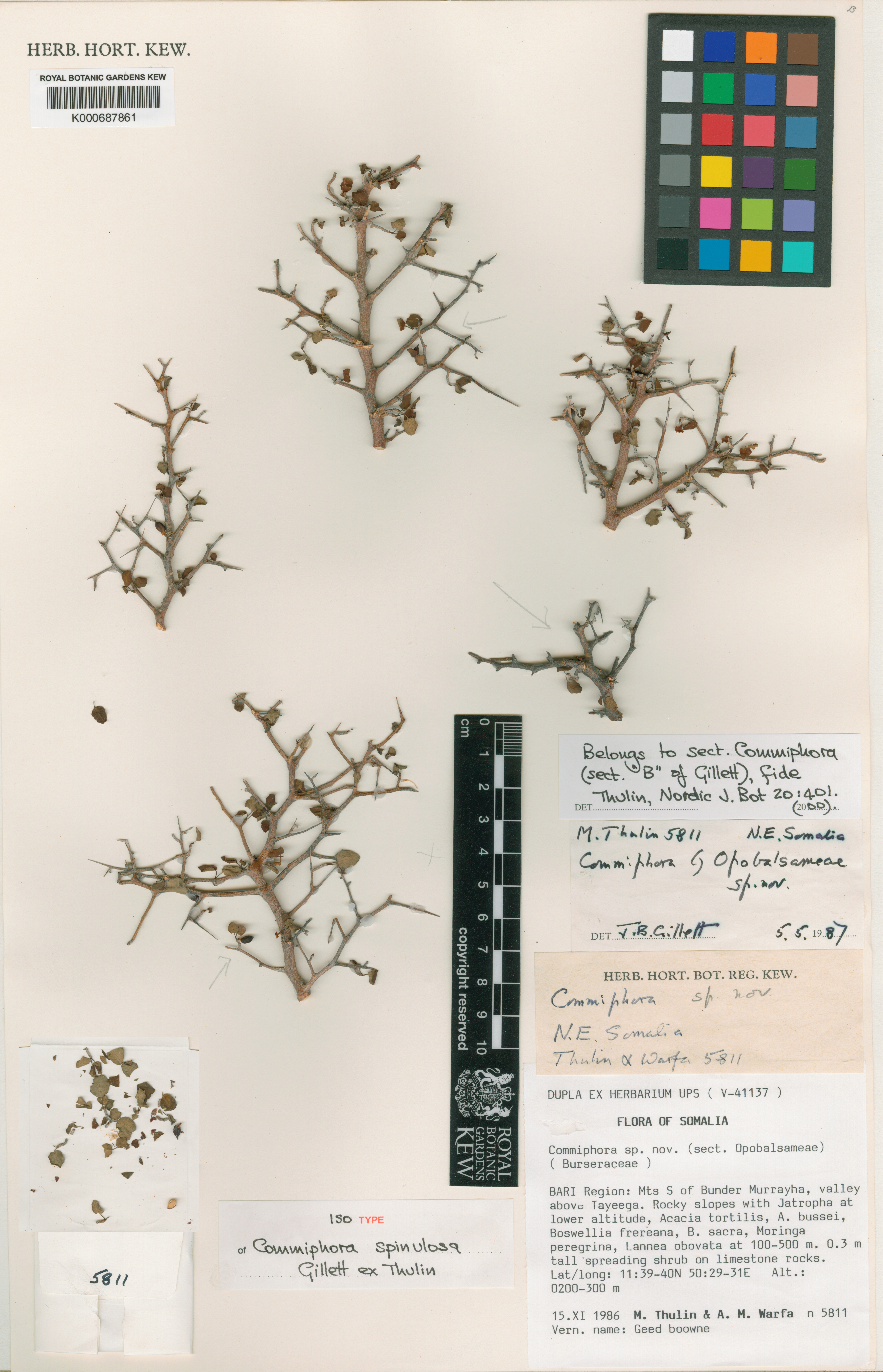 Commiphora spinulosa