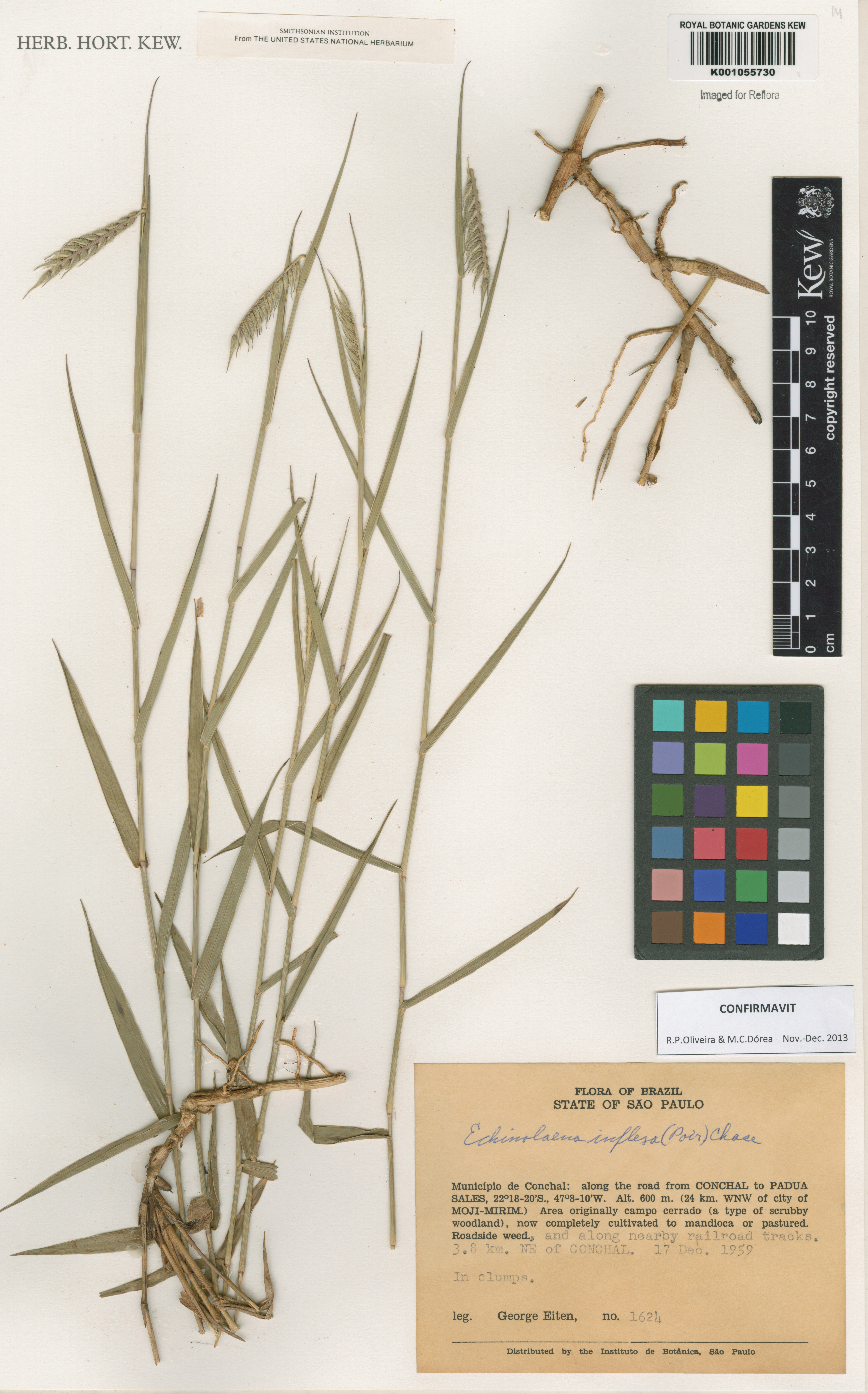Echinolaena inflexa
