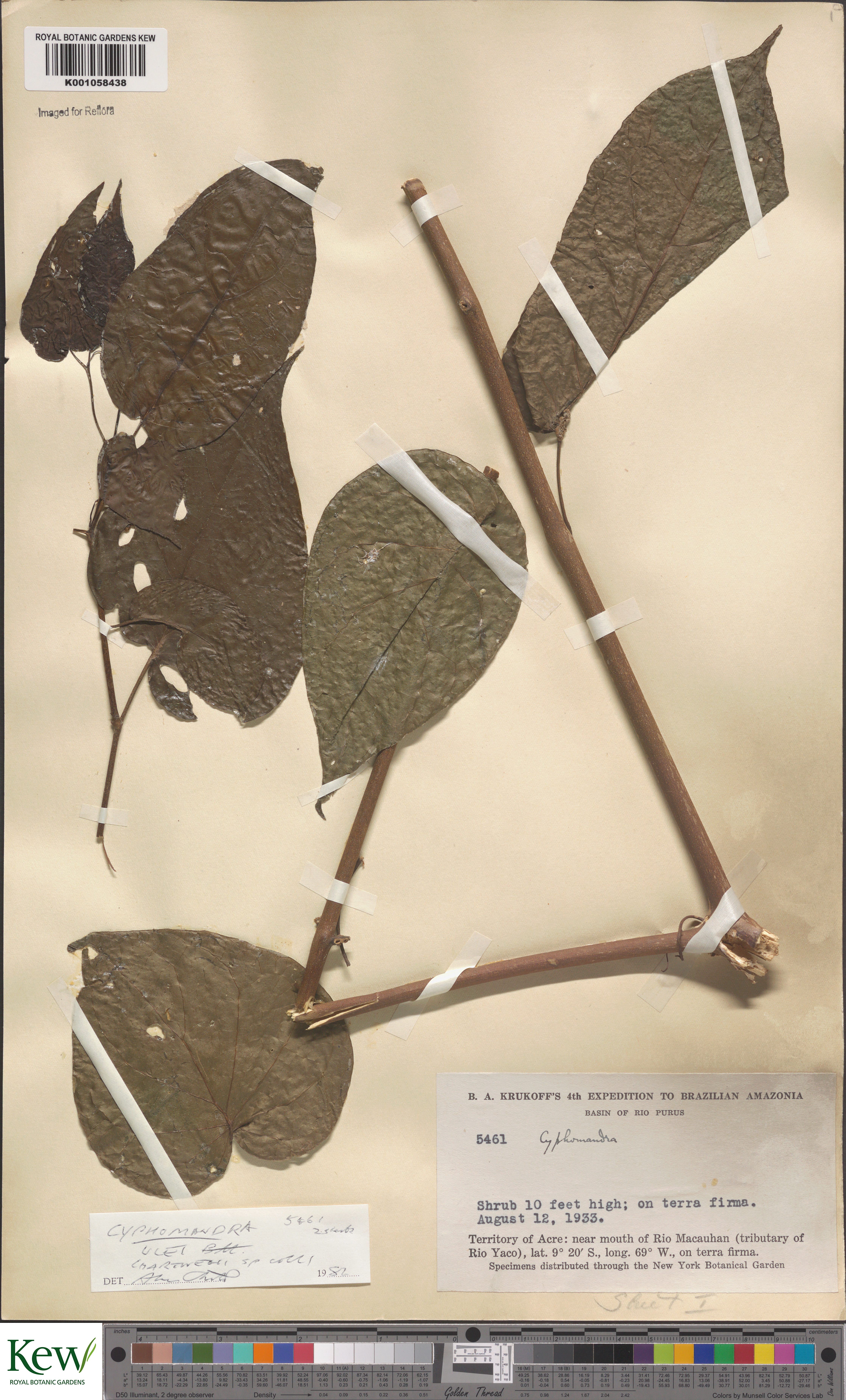 Solanum obliquum