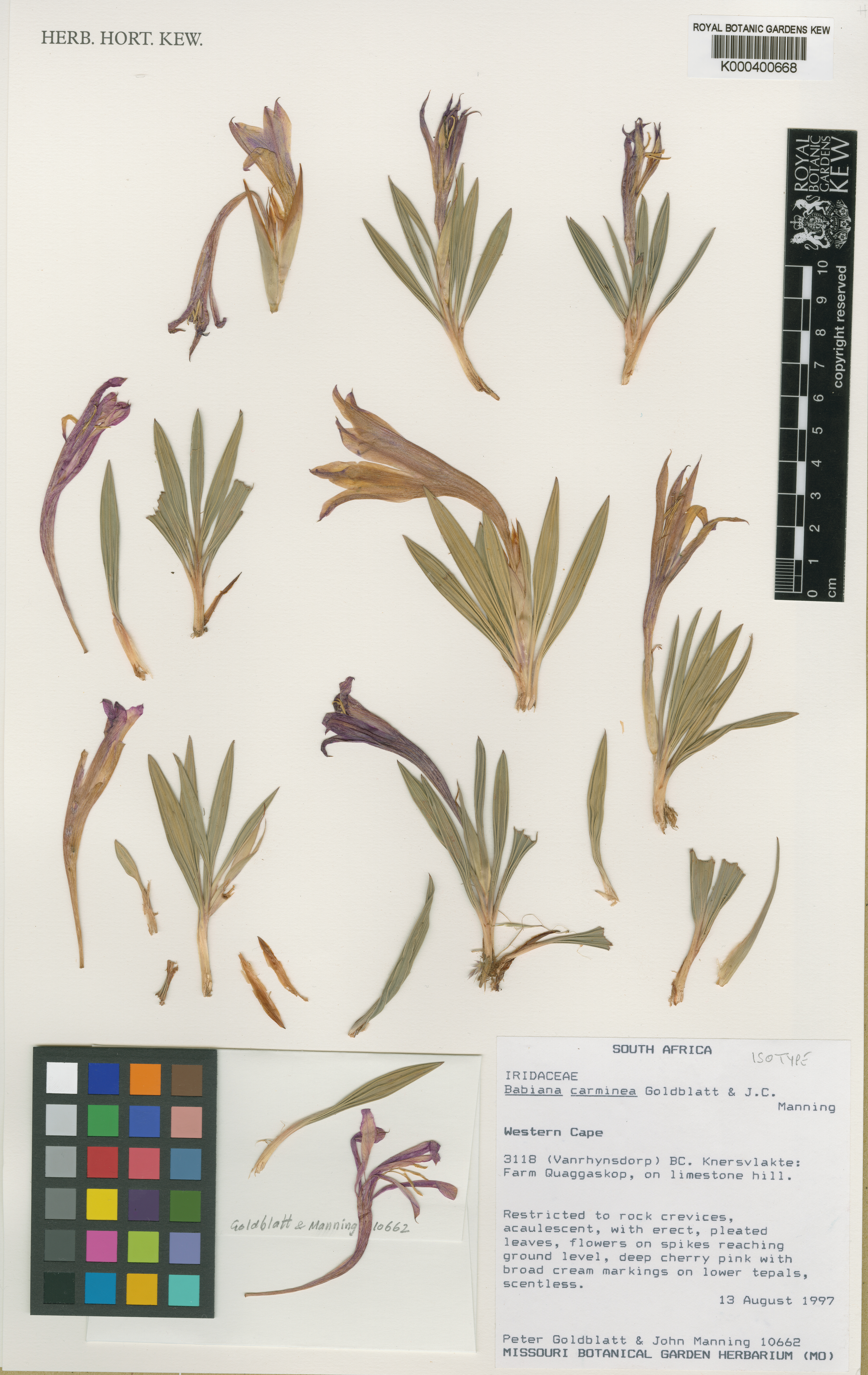Babiana carminea