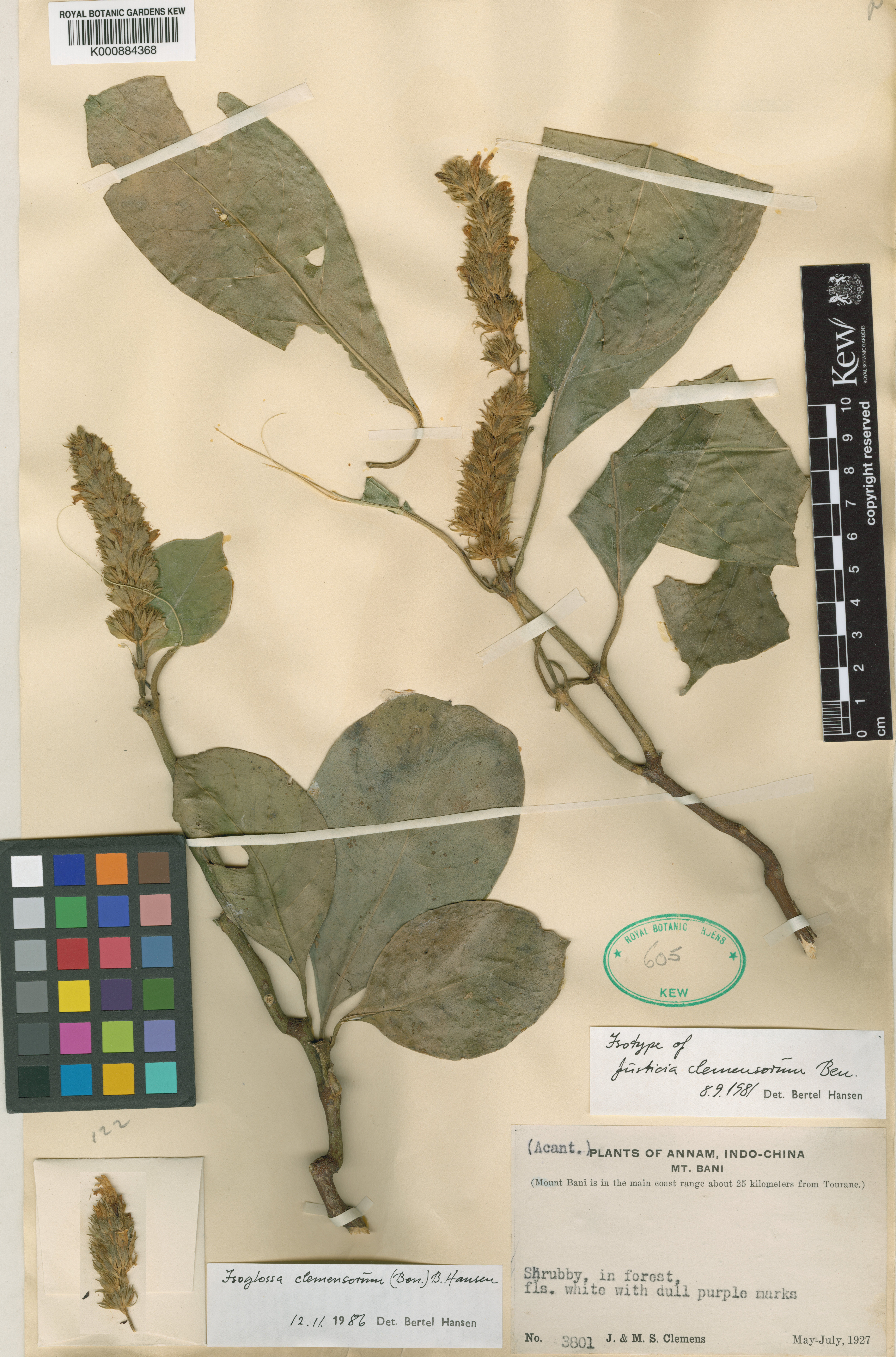 Isoglossa collina (Isoglossa collina)