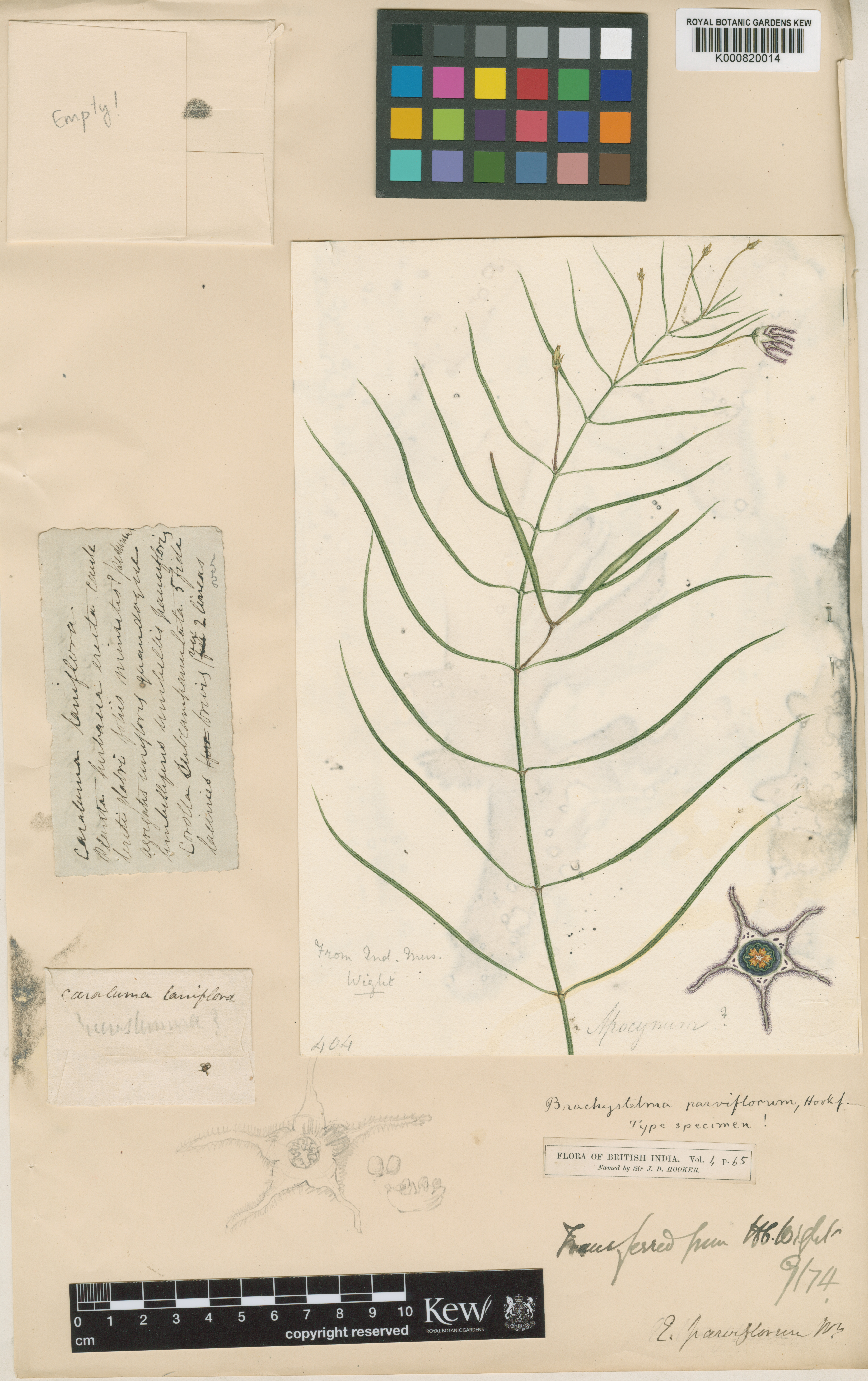 Ceropegia parvissima