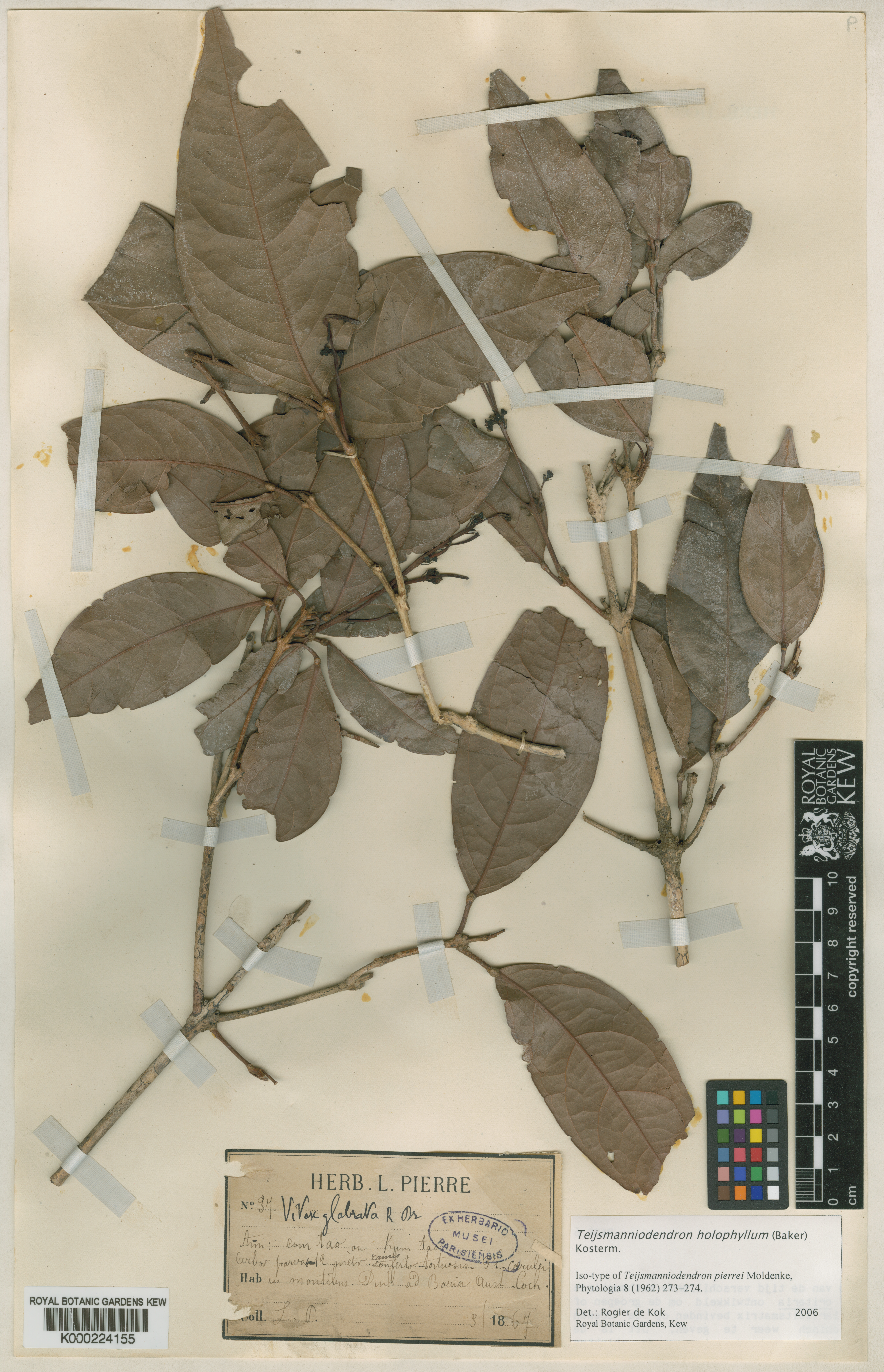 Teijsmanniodendron holophyllum (Teijsmanniodendron holophyllum)