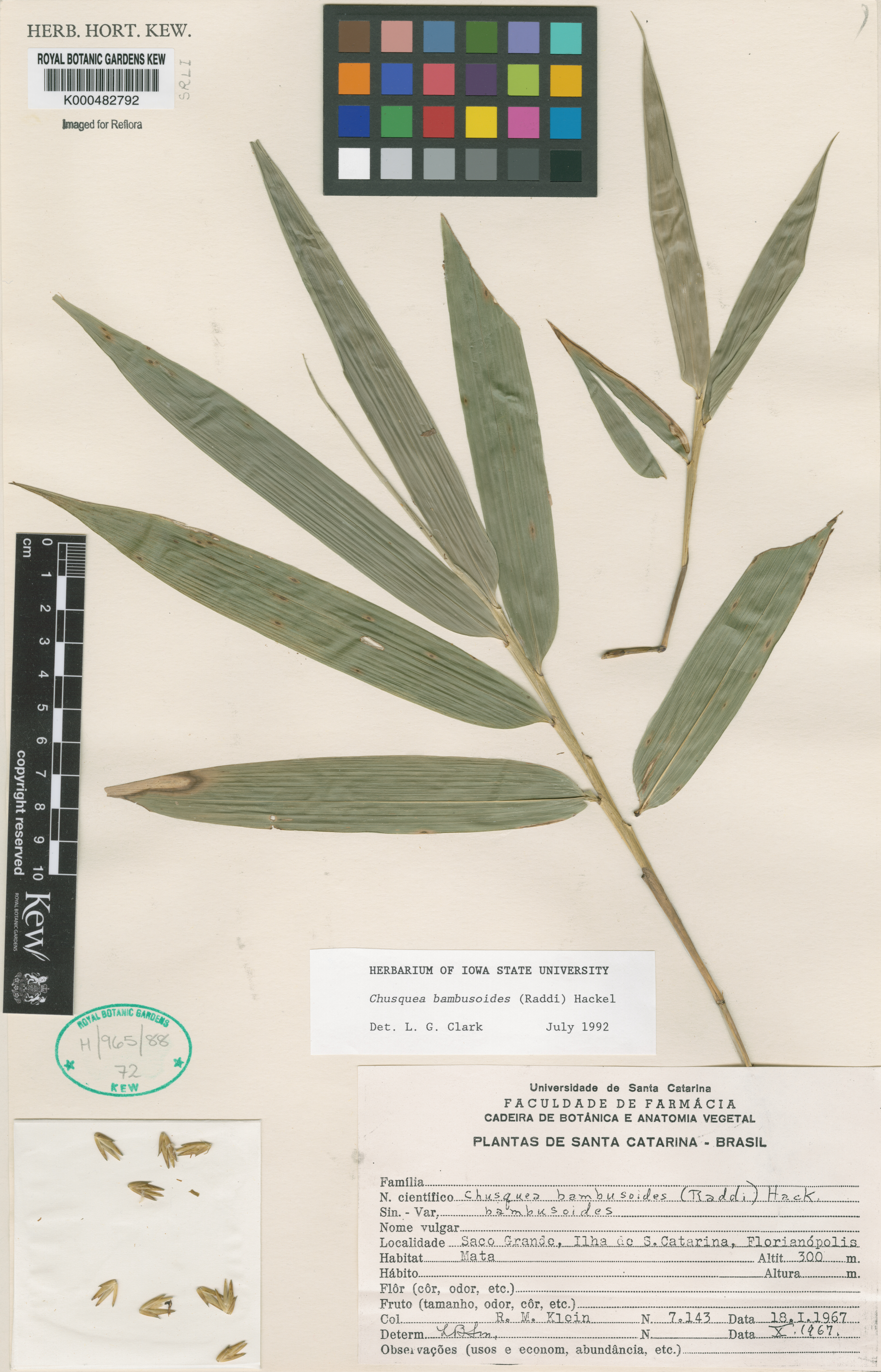 Chusquea bambusoides
