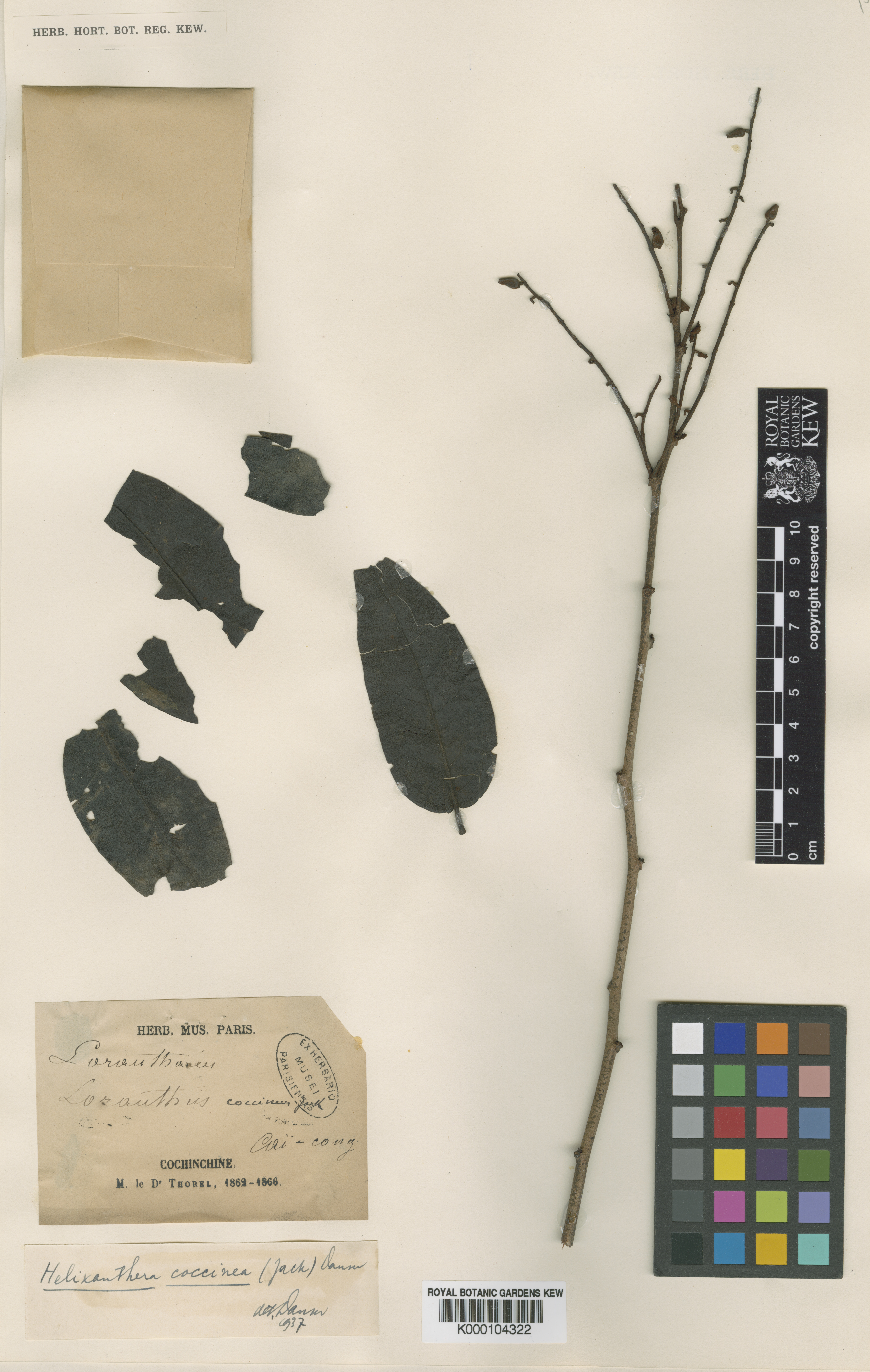 Helixanthera coccinea — ảnh 2