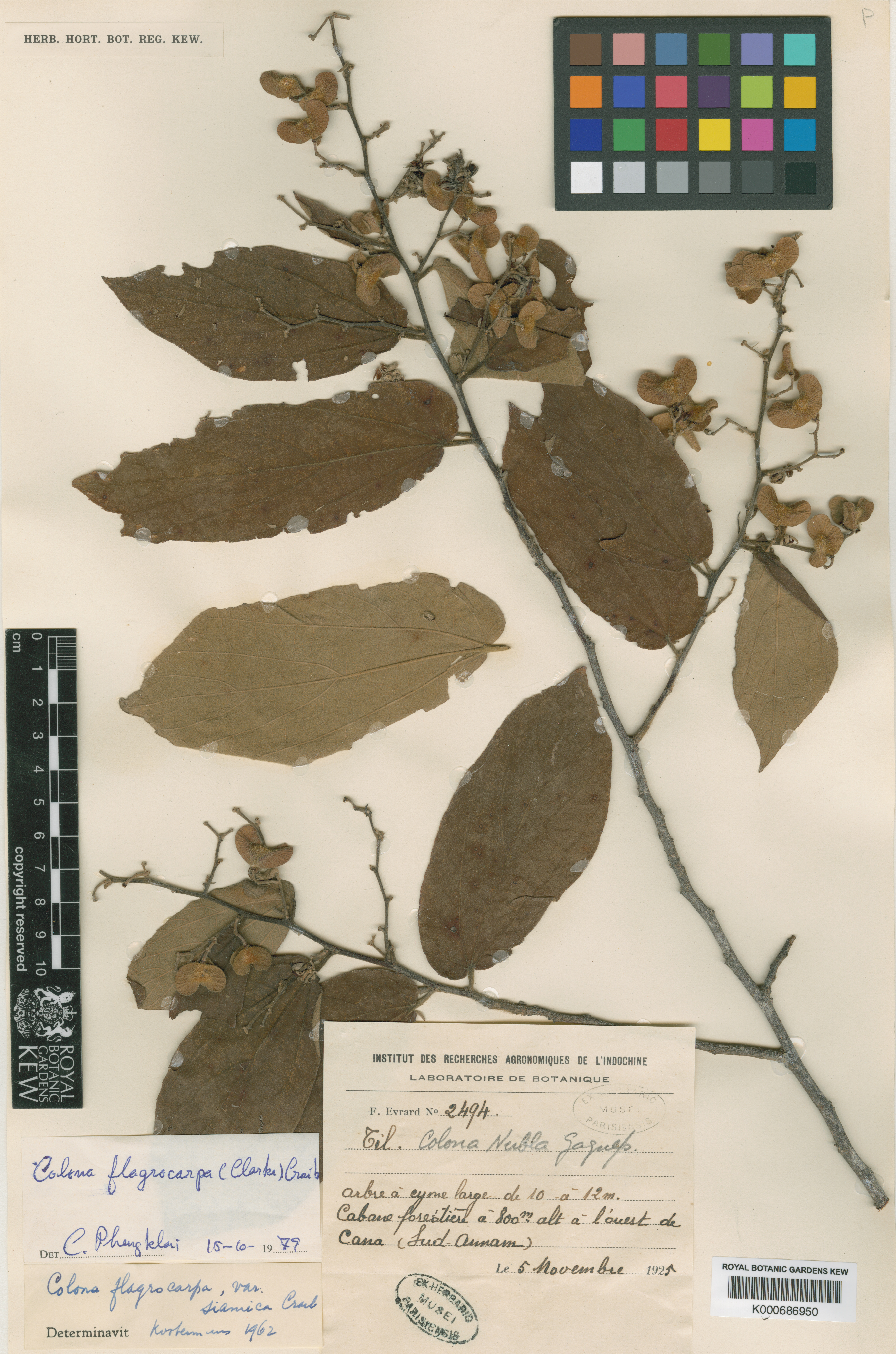 Colona nubla — ảnh 3