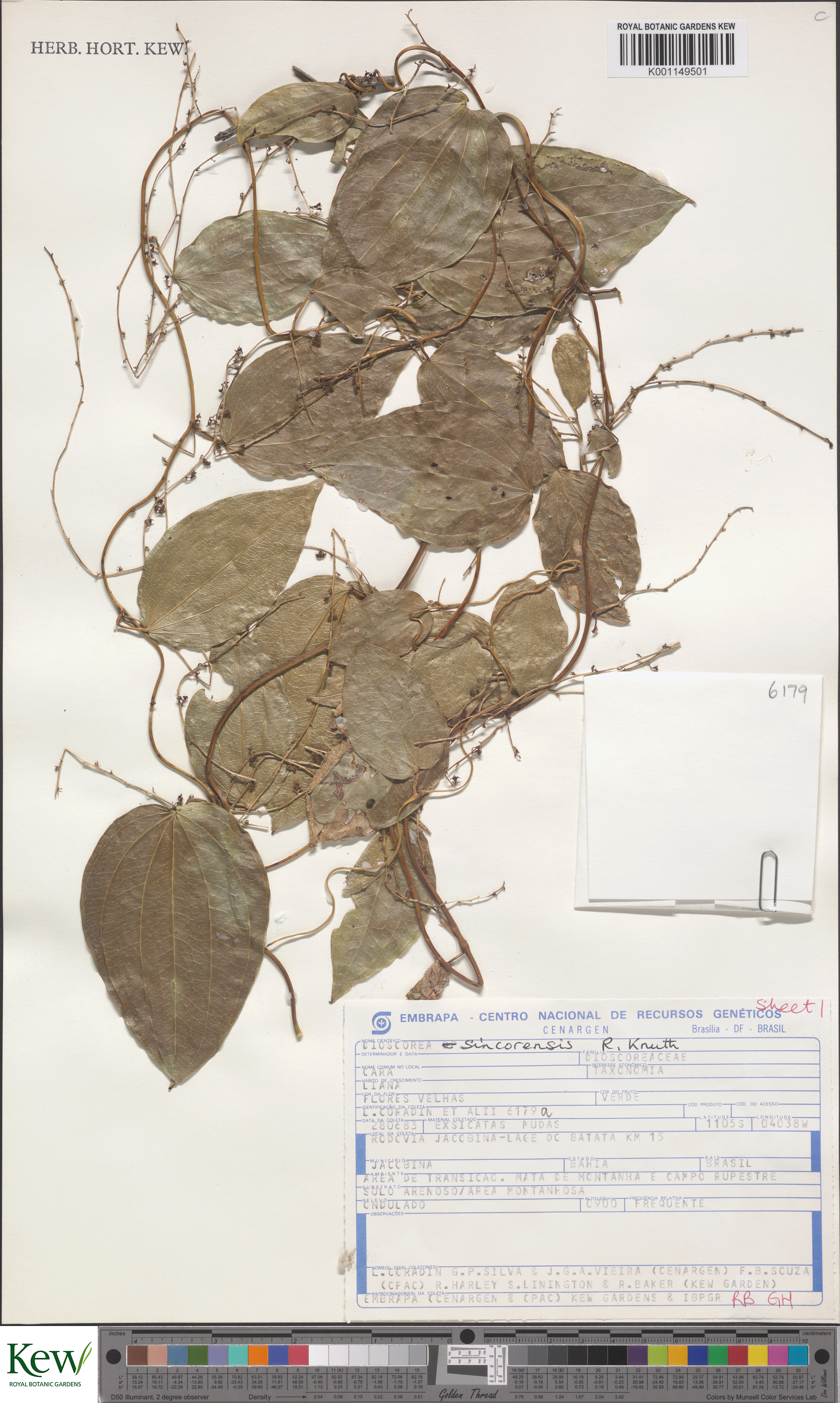 Dioscorea sincorensis