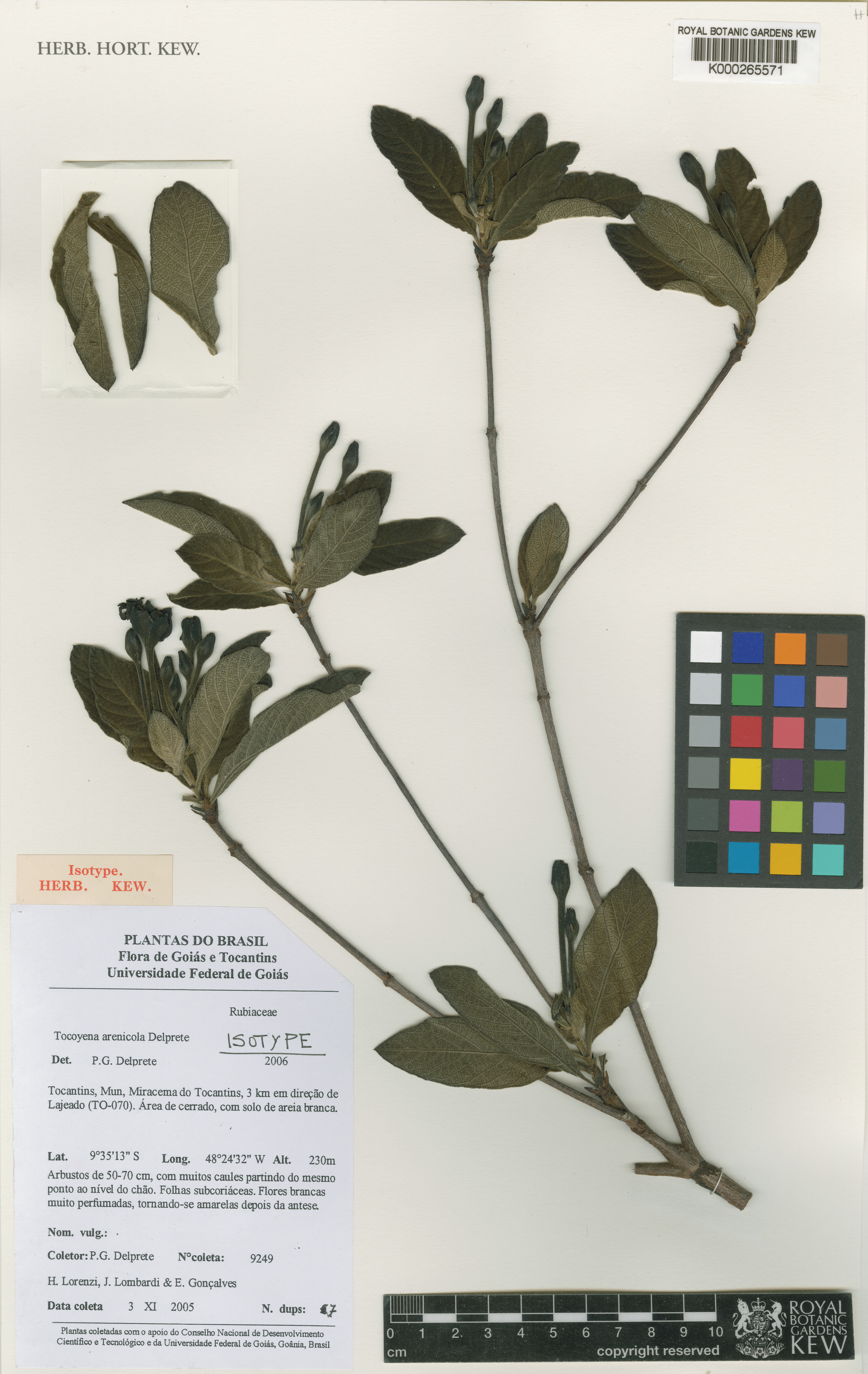 Tocoyena arenicola