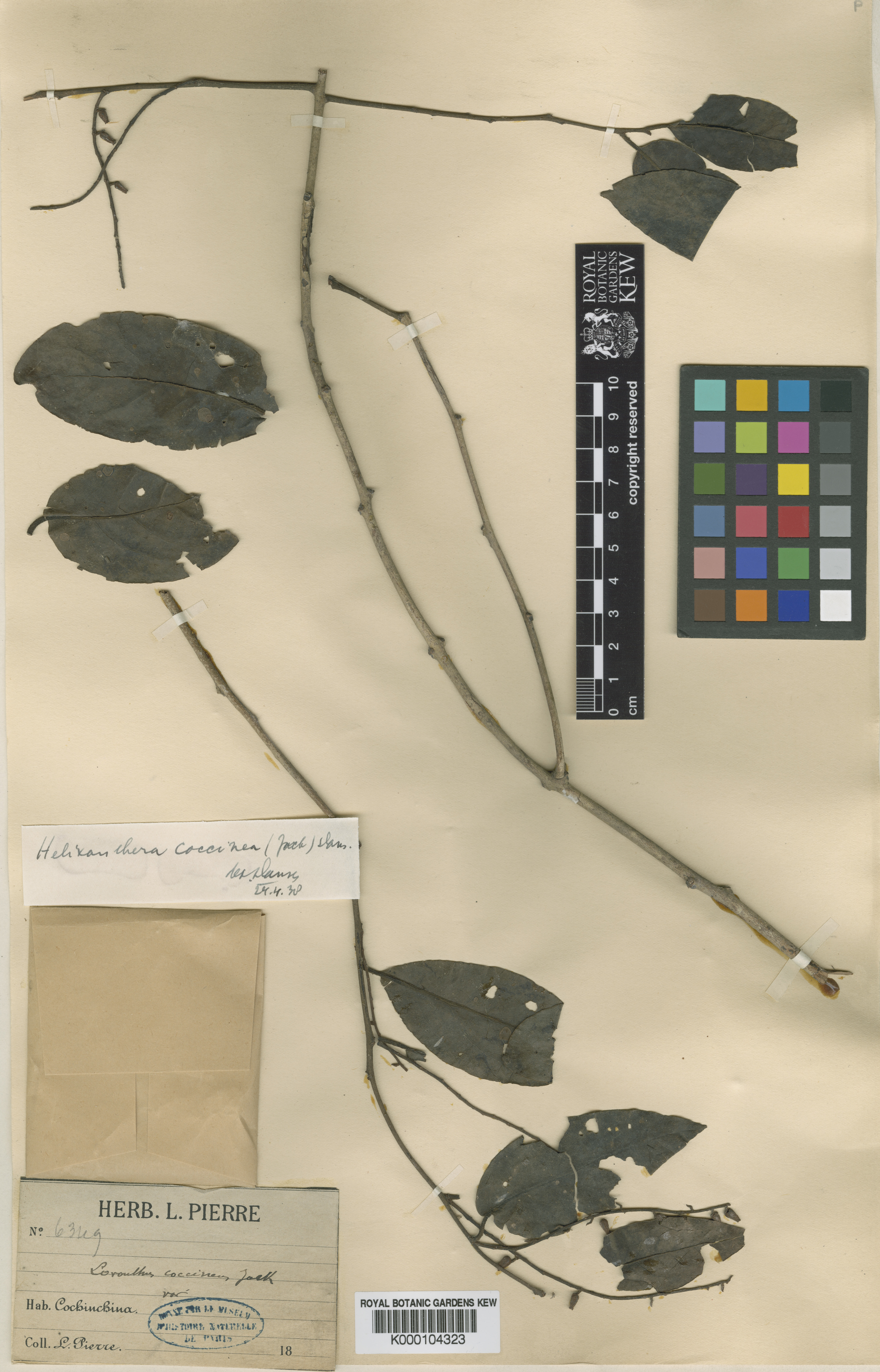 Helixanthera coccinea — ảnh 3