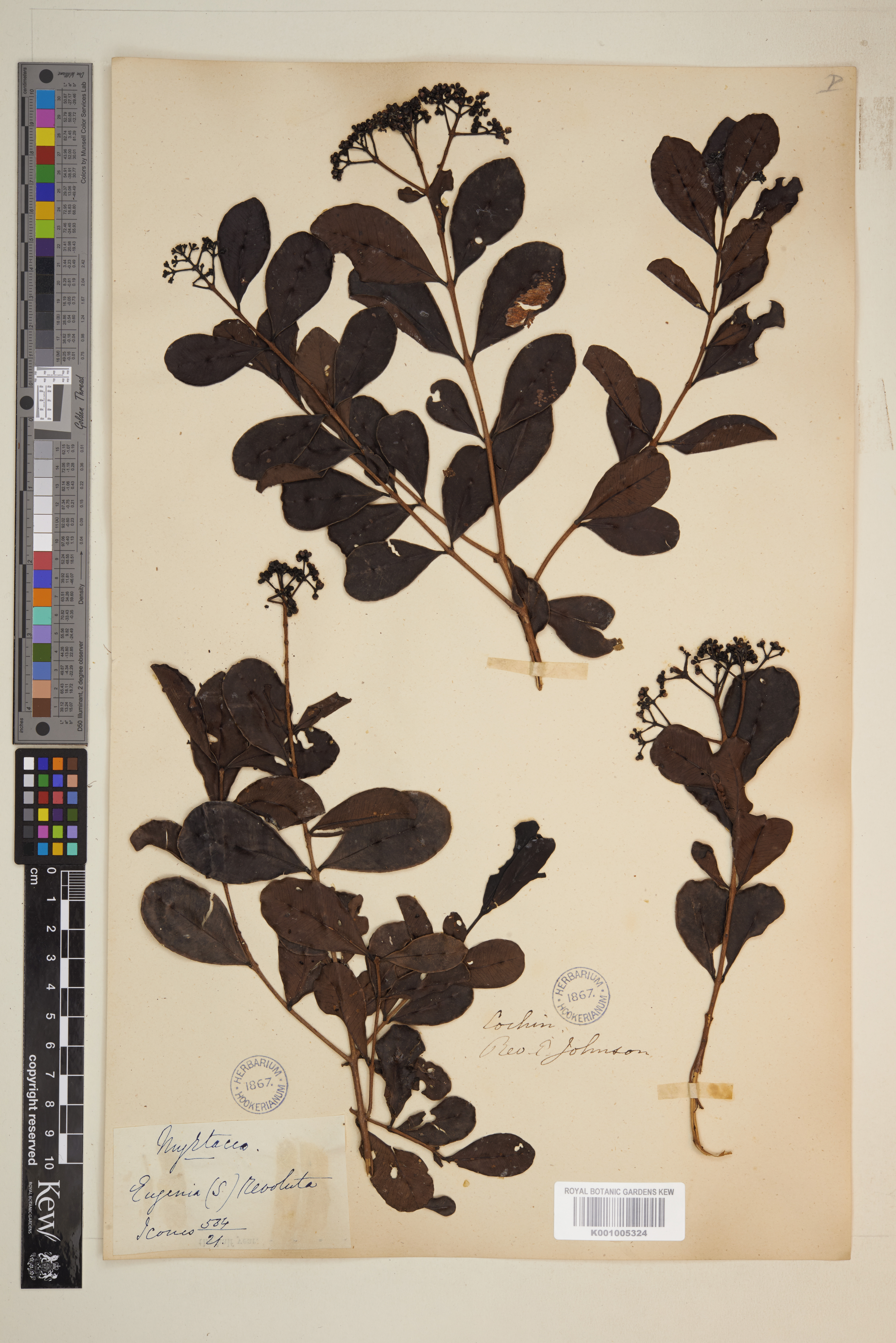 Syzygium caryophyllatum (Syzygium caryophyllatum)