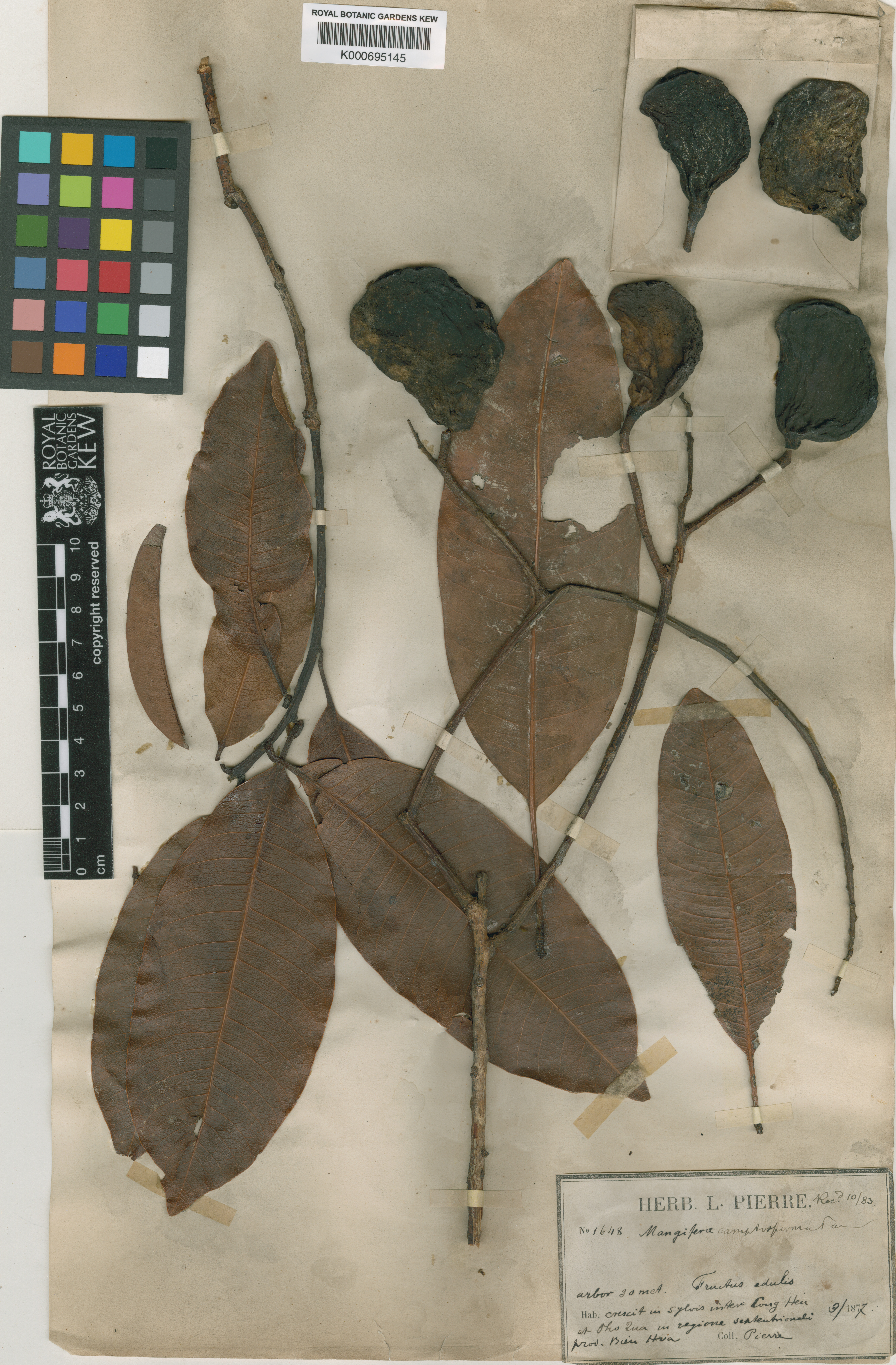 Mangifera camptosperma (Mangifera camptosperma)