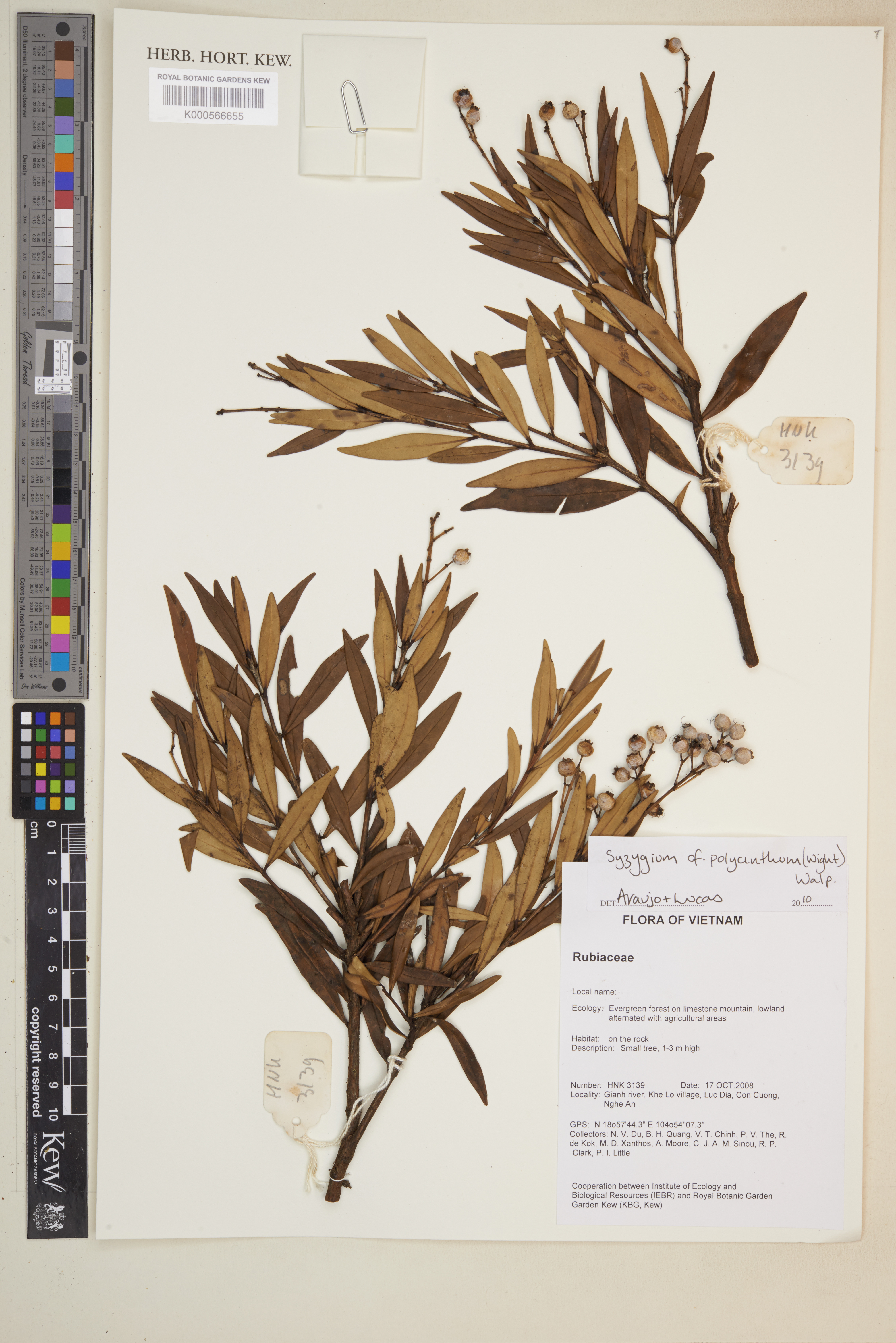 Syzygium polyanthum — ảnh 2