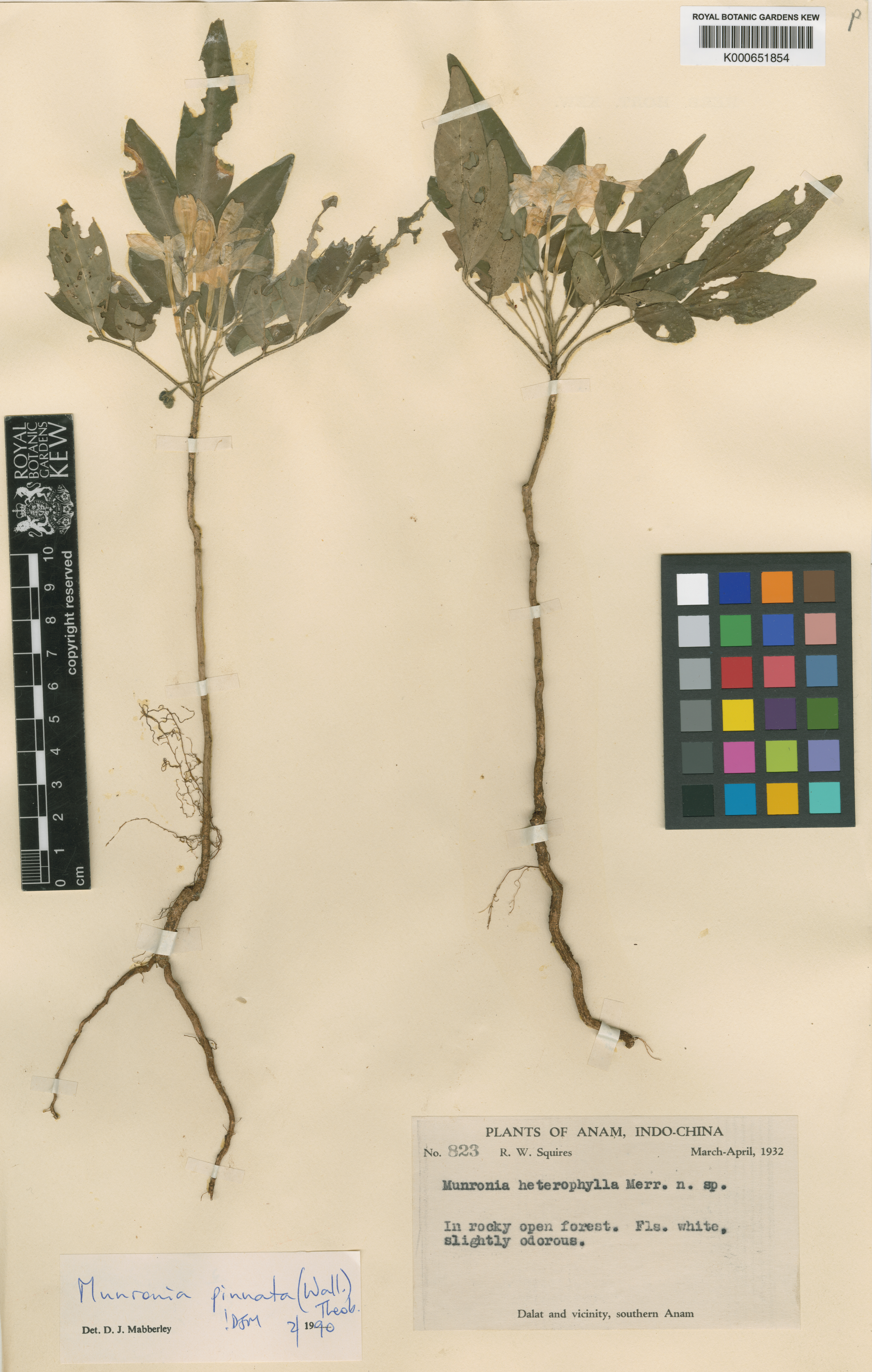 Munronia pinnata — ảnh 2