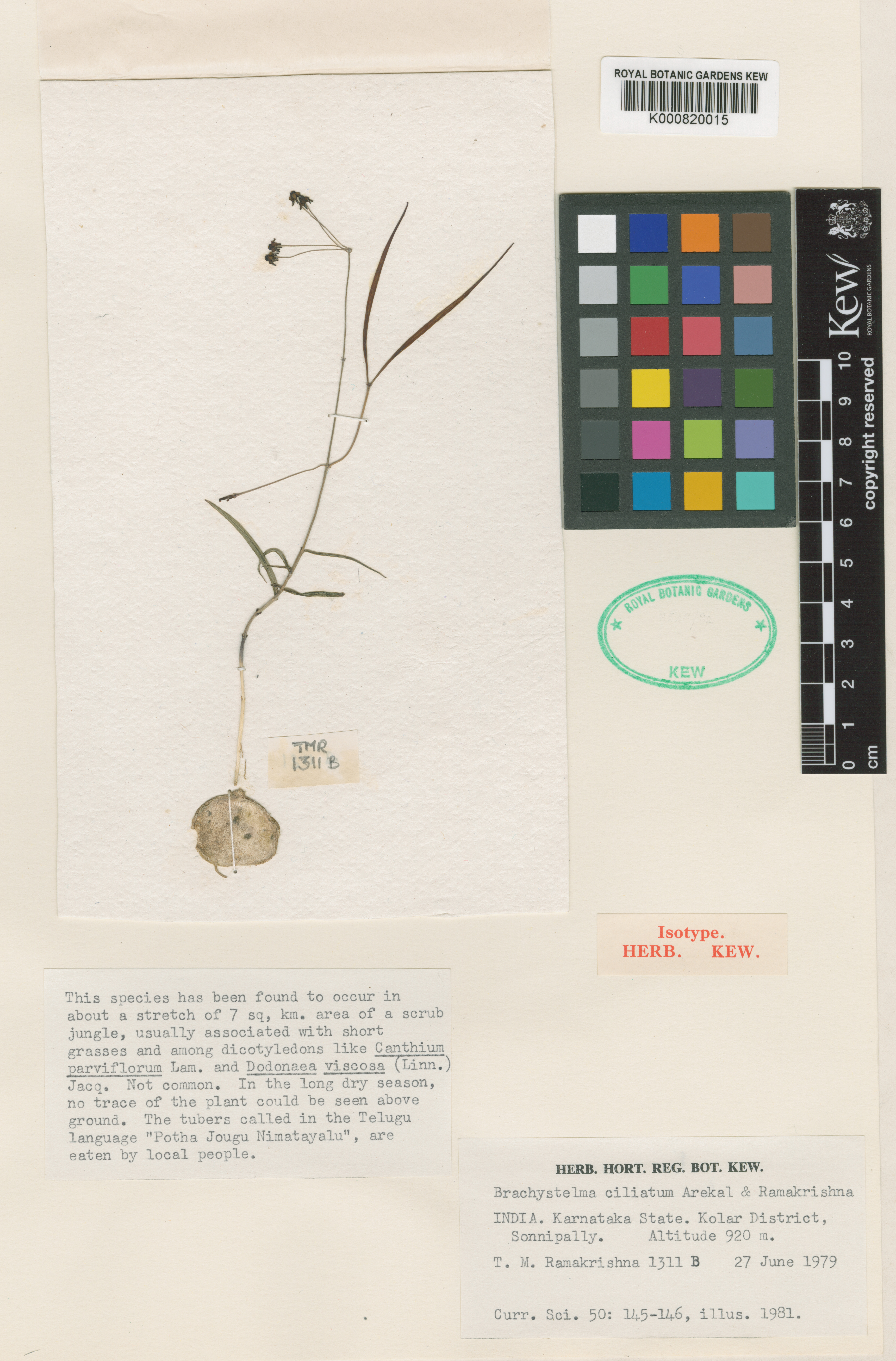 Ceropegia laevigata