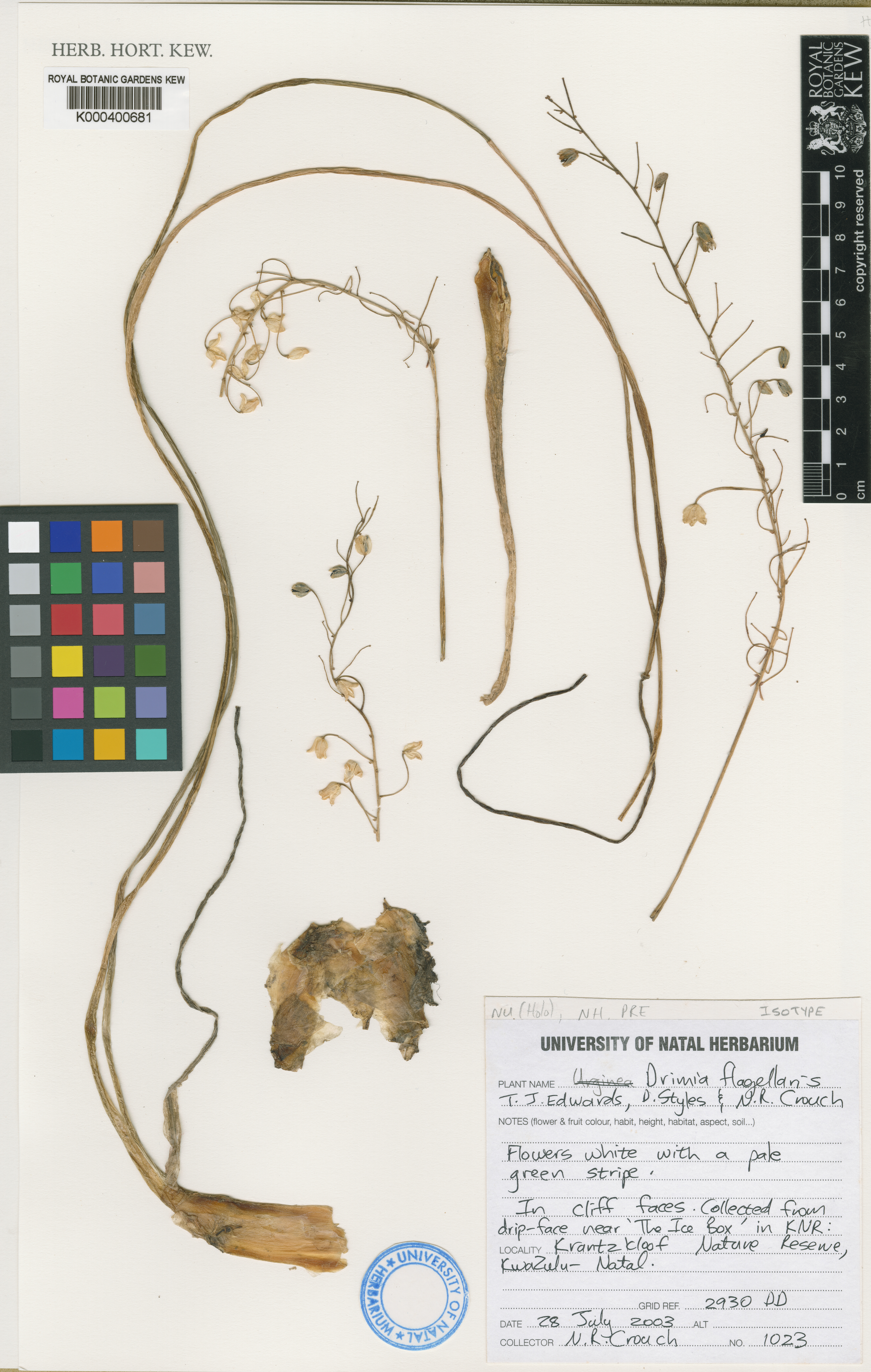 Drimia flagellaris