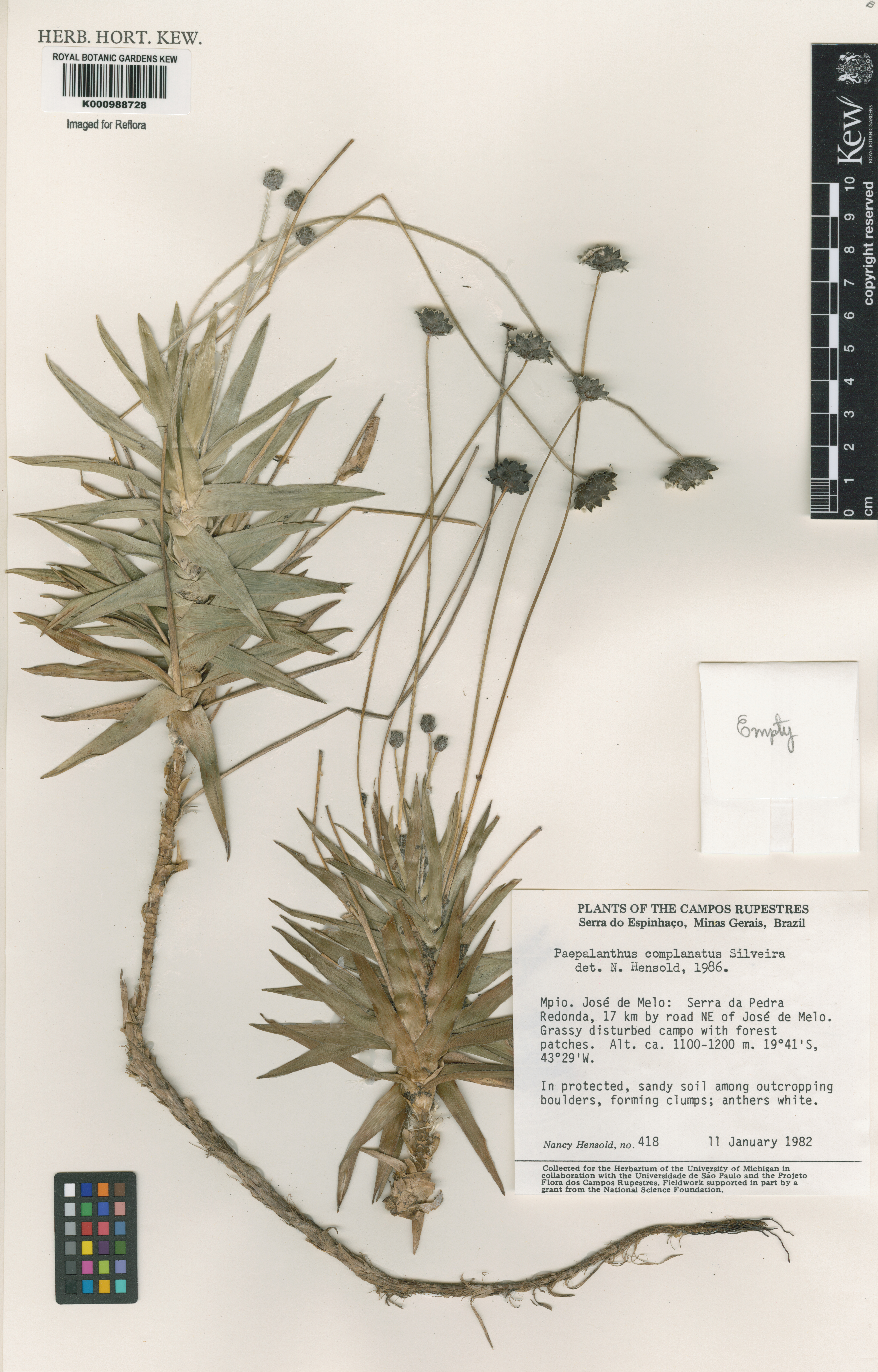 Paepalanthus complanatus