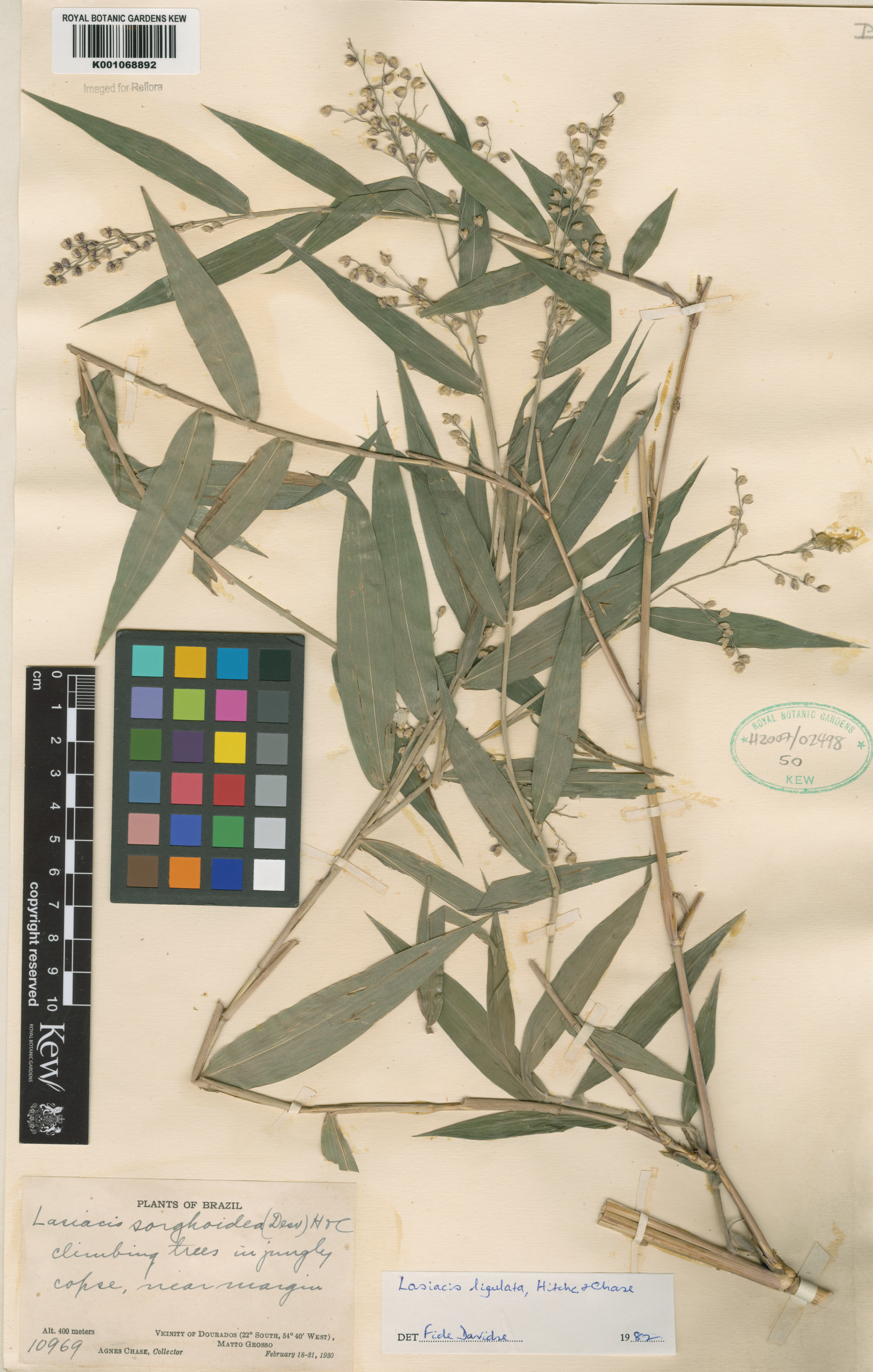 Lasiacis ligulata