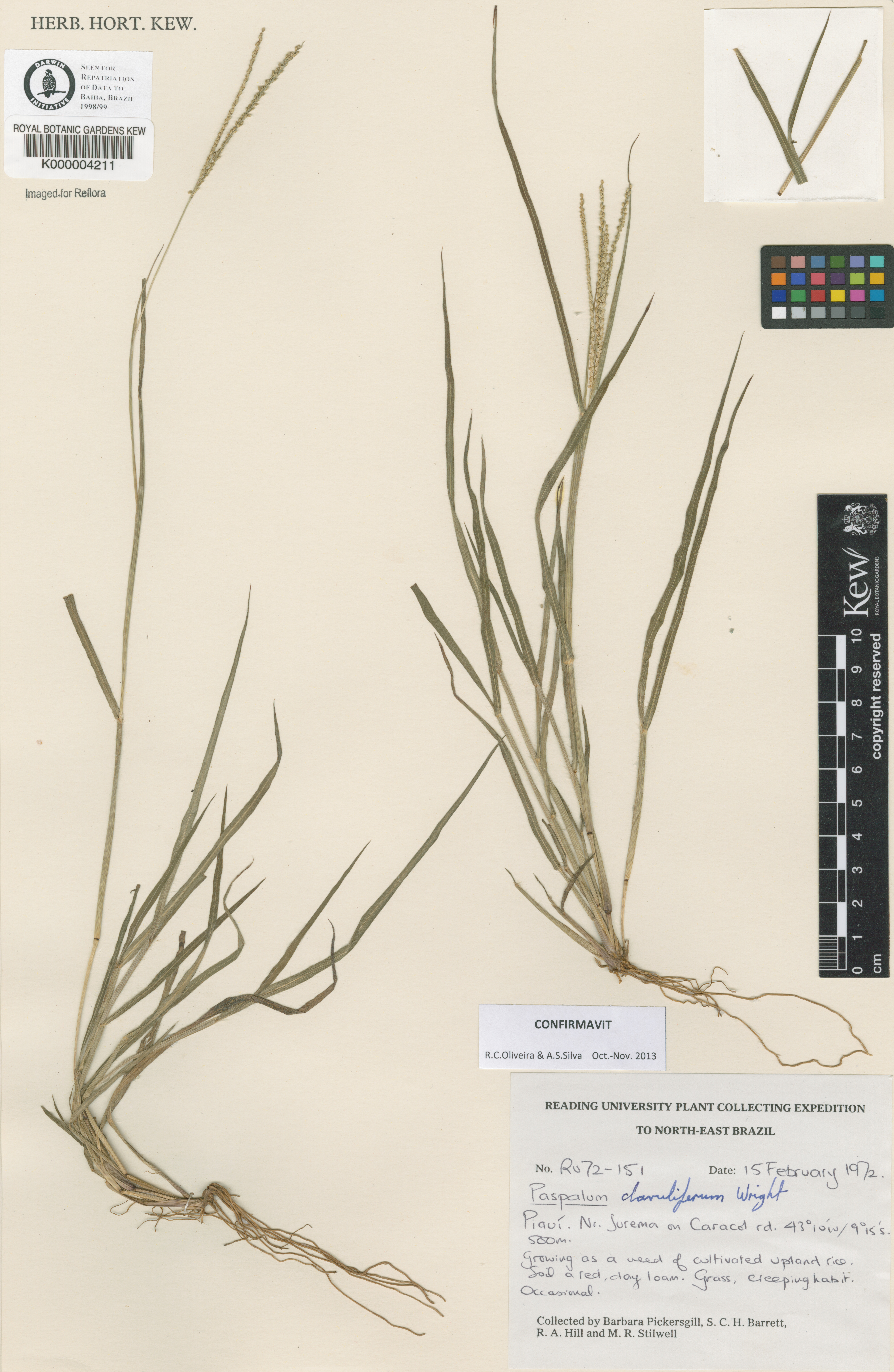 Paspalum clavuliferum