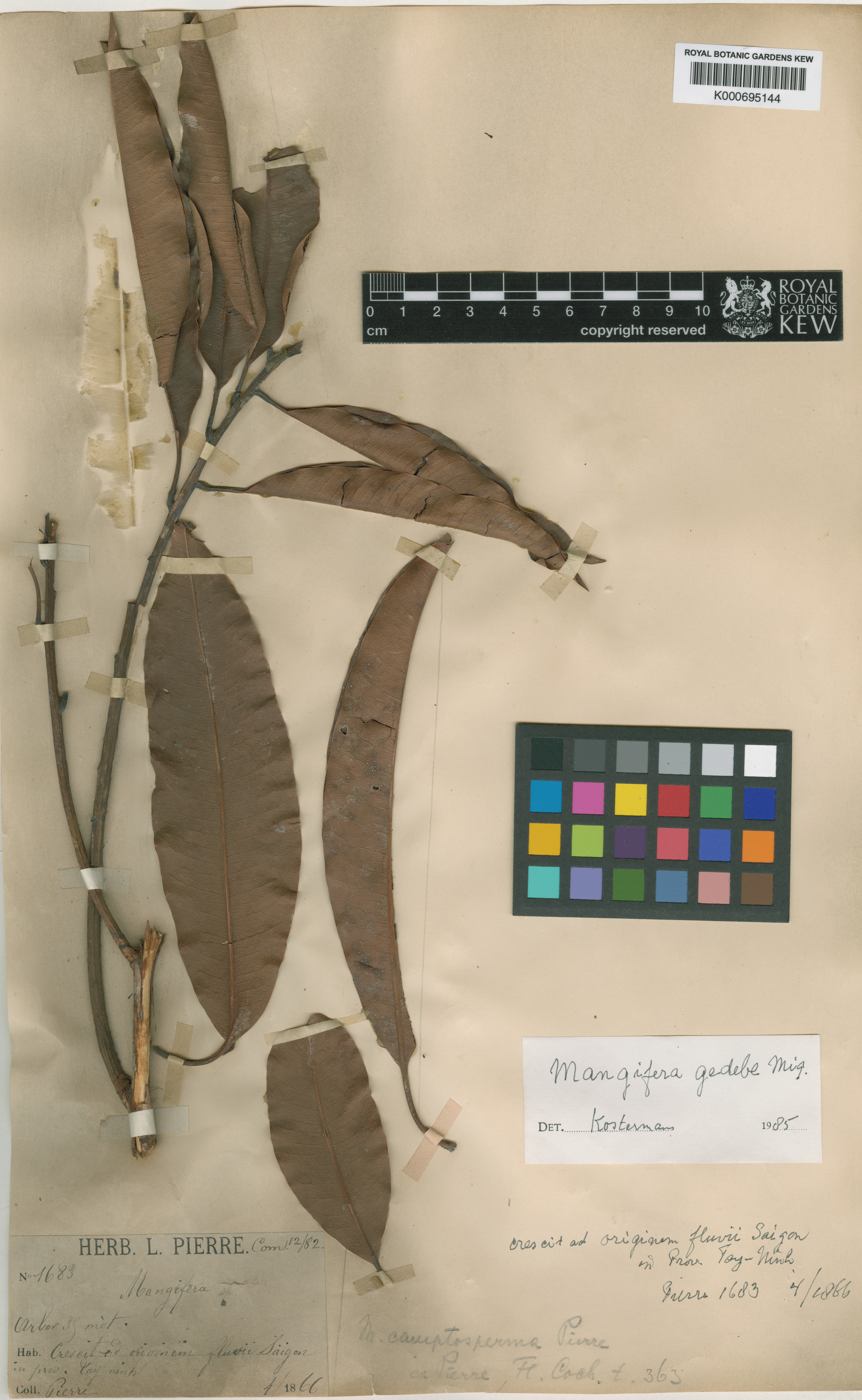 Mangifera camptosperma — ảnh 3