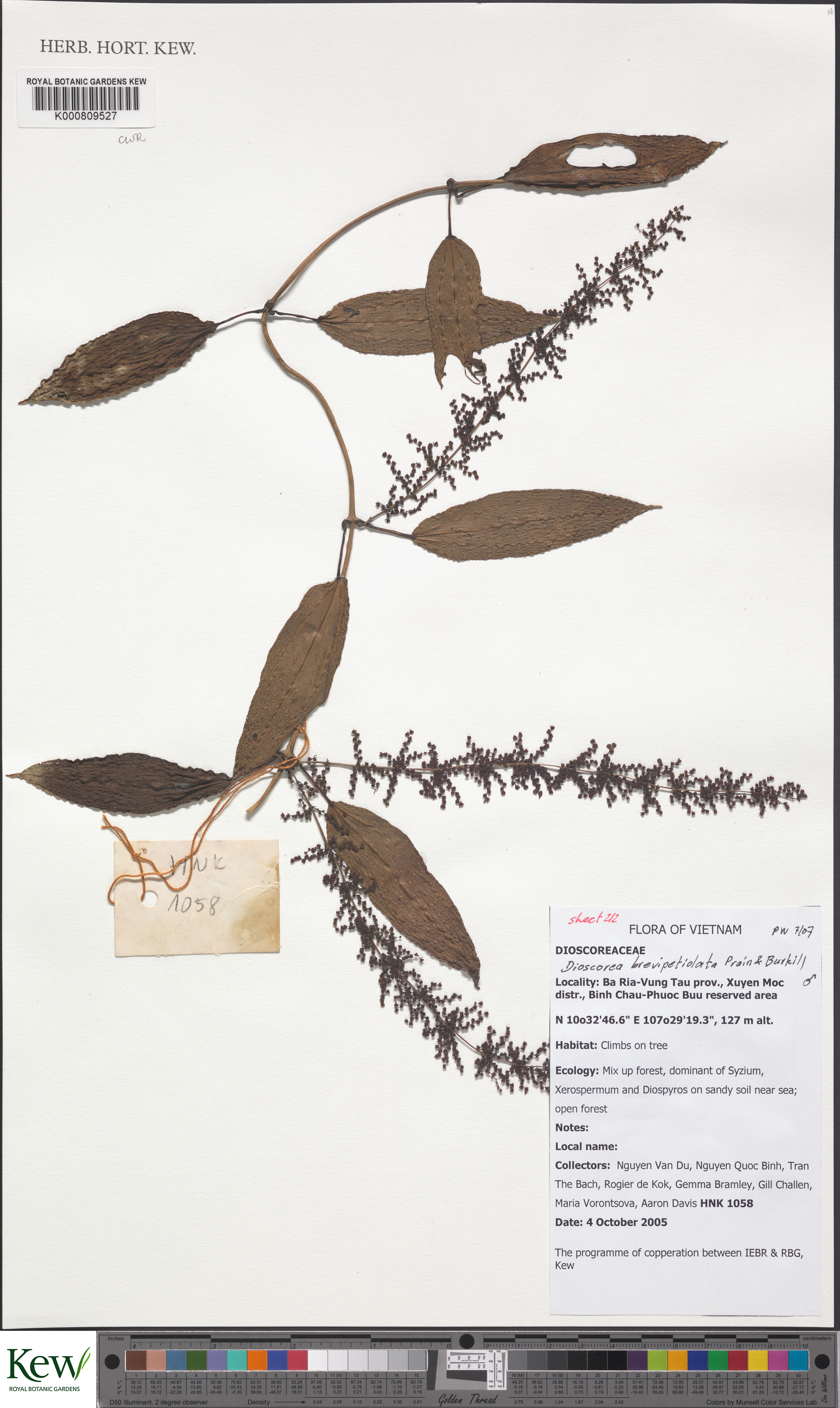 Dioscorea brevipetiolata — ảnh 2
