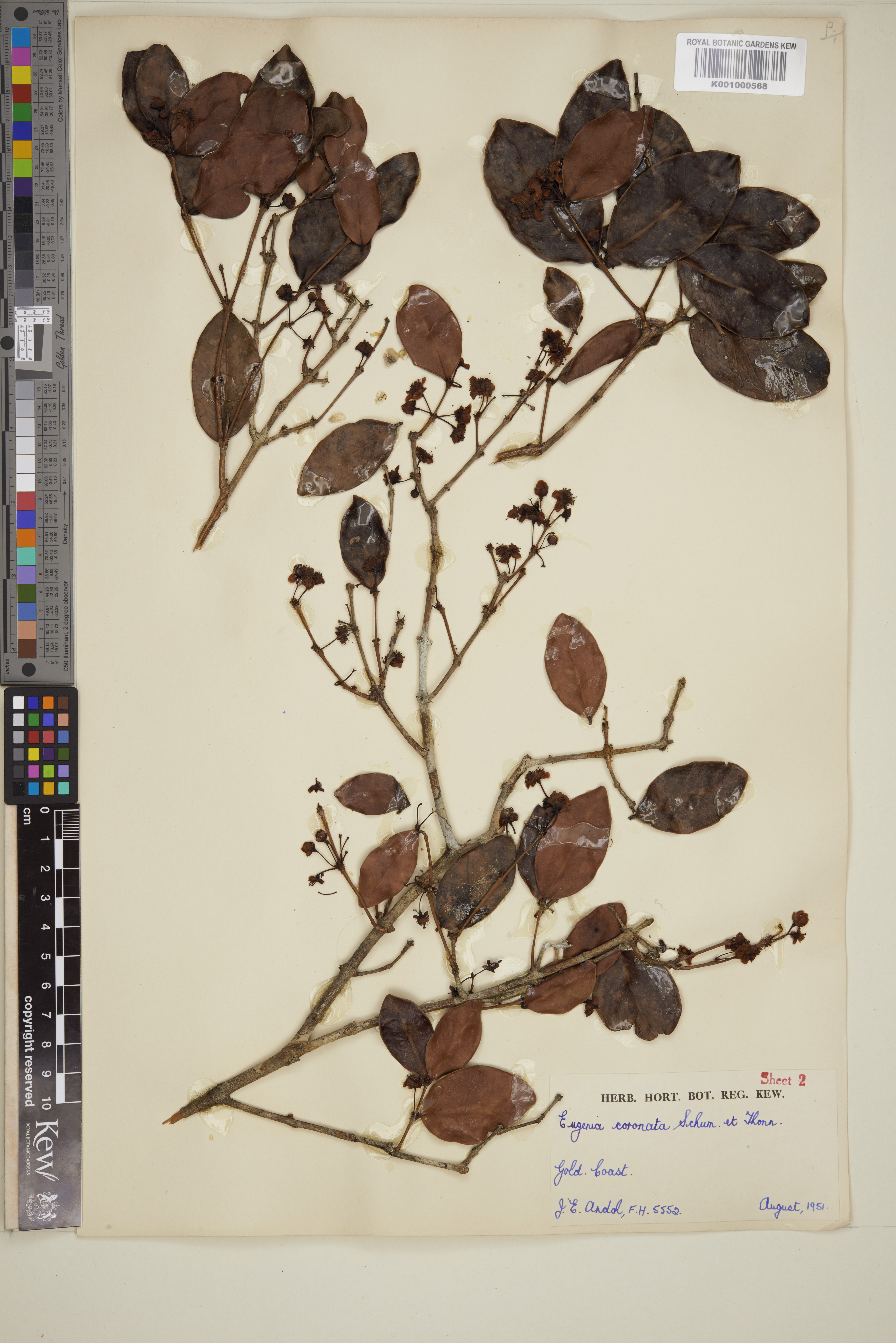 Imagem de Eugenia coronata