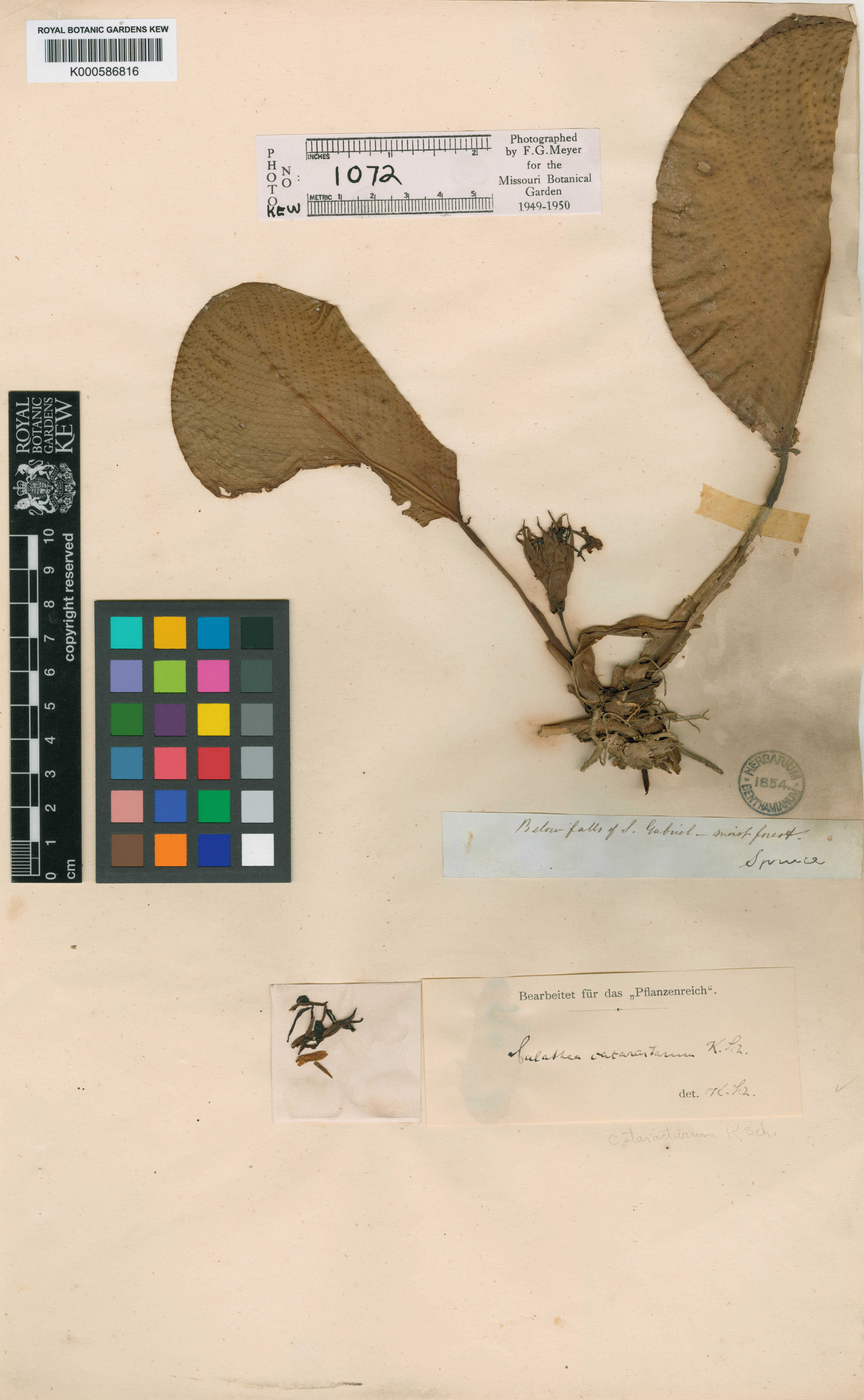 Goeppertia cataractarum (K.Schum.) Borchs. & S.Suárez 2