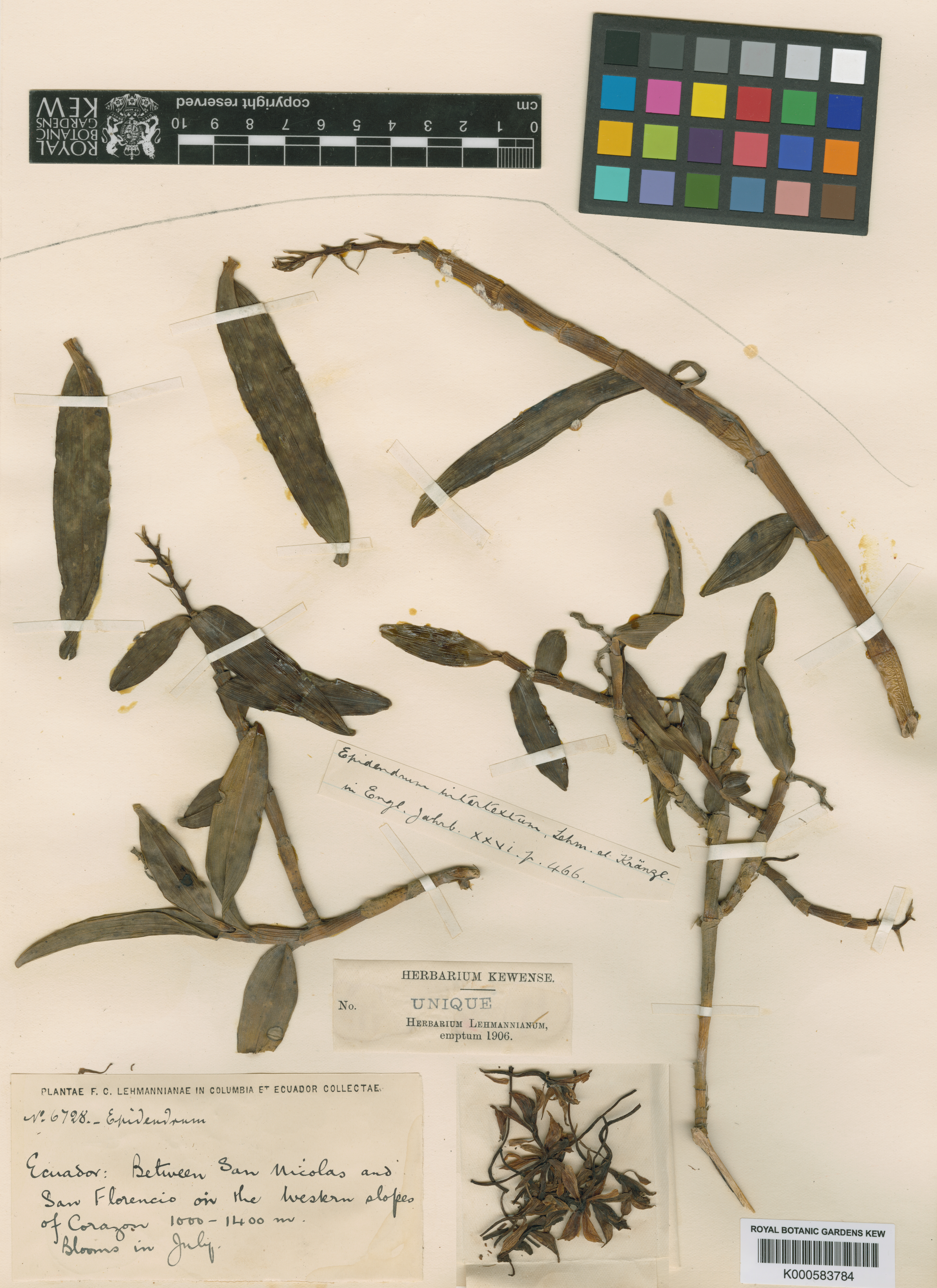 Epidendrum intertextum F.Lehm. & Kraenzl.