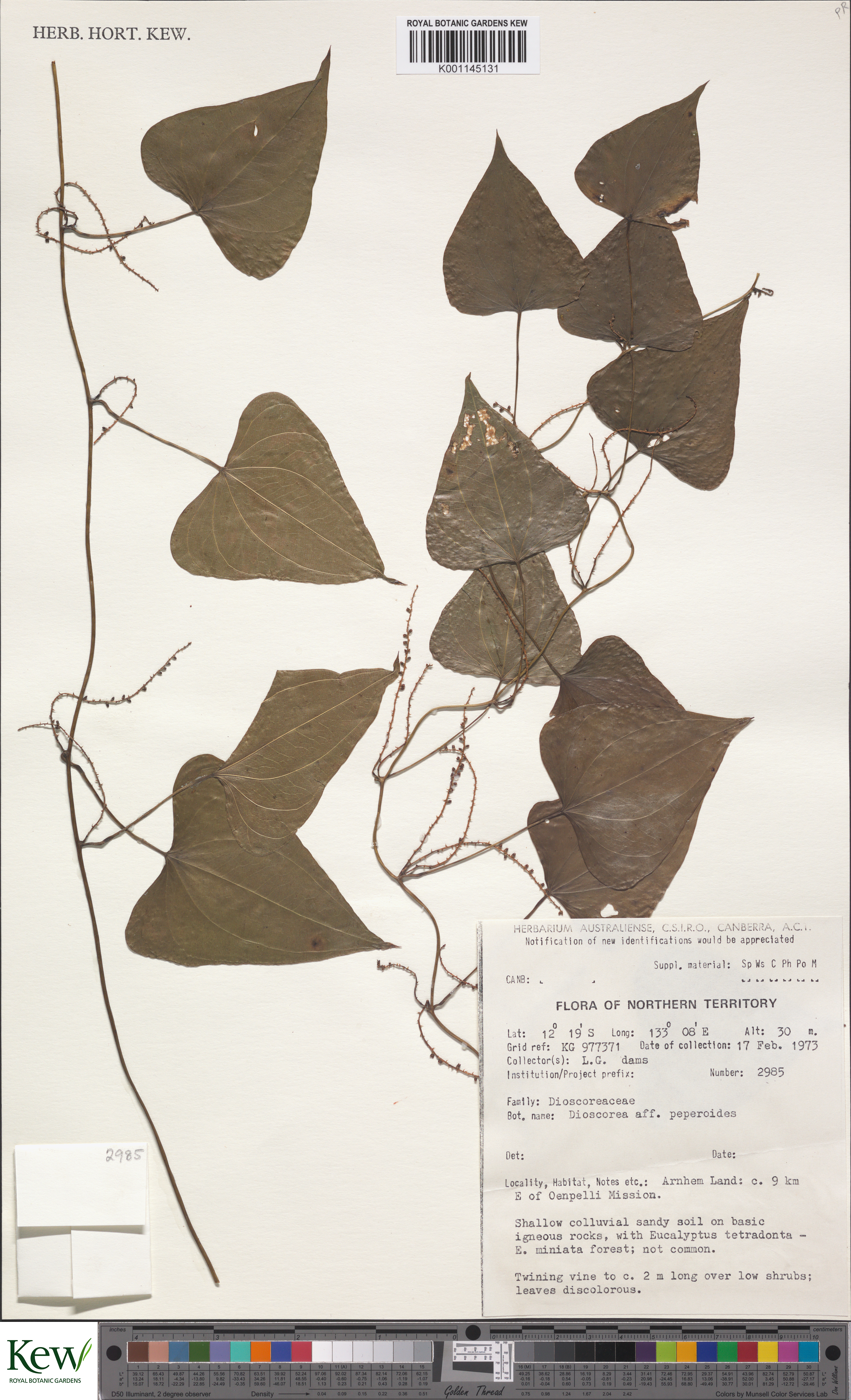 Dioscorea peperoides (Dioscorea peperoides)