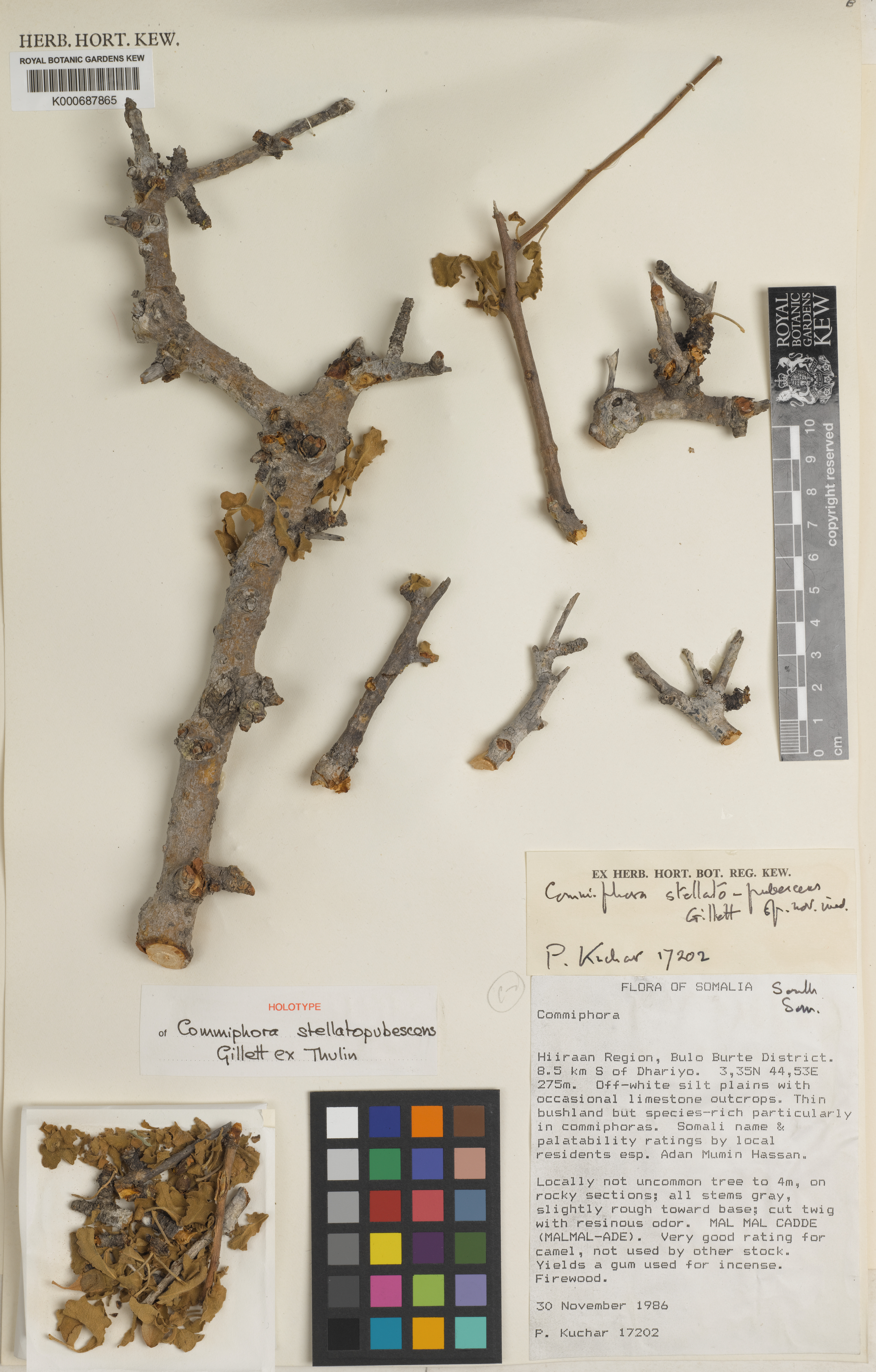 Commiphora stellatopubescens