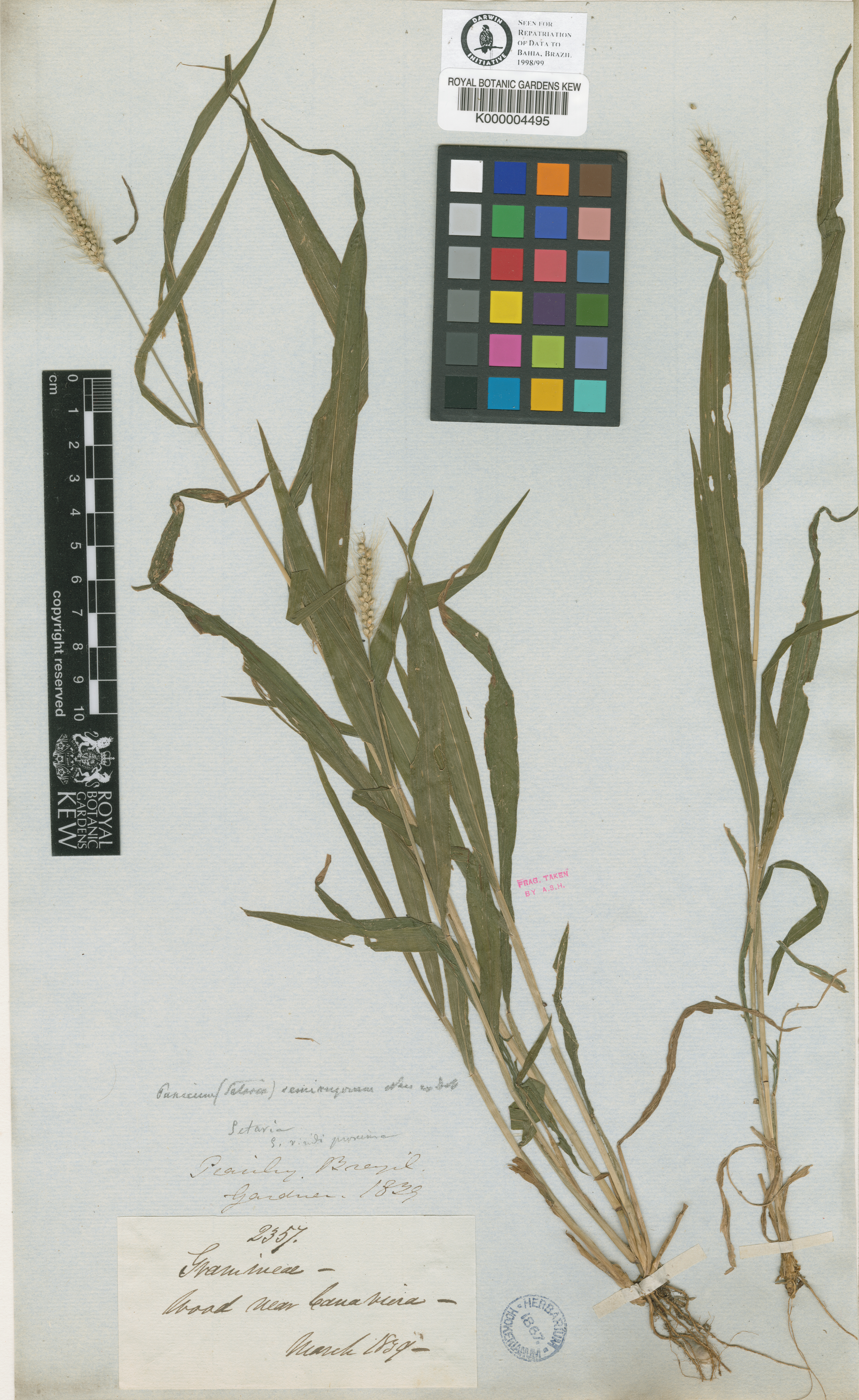 Setaria tenax