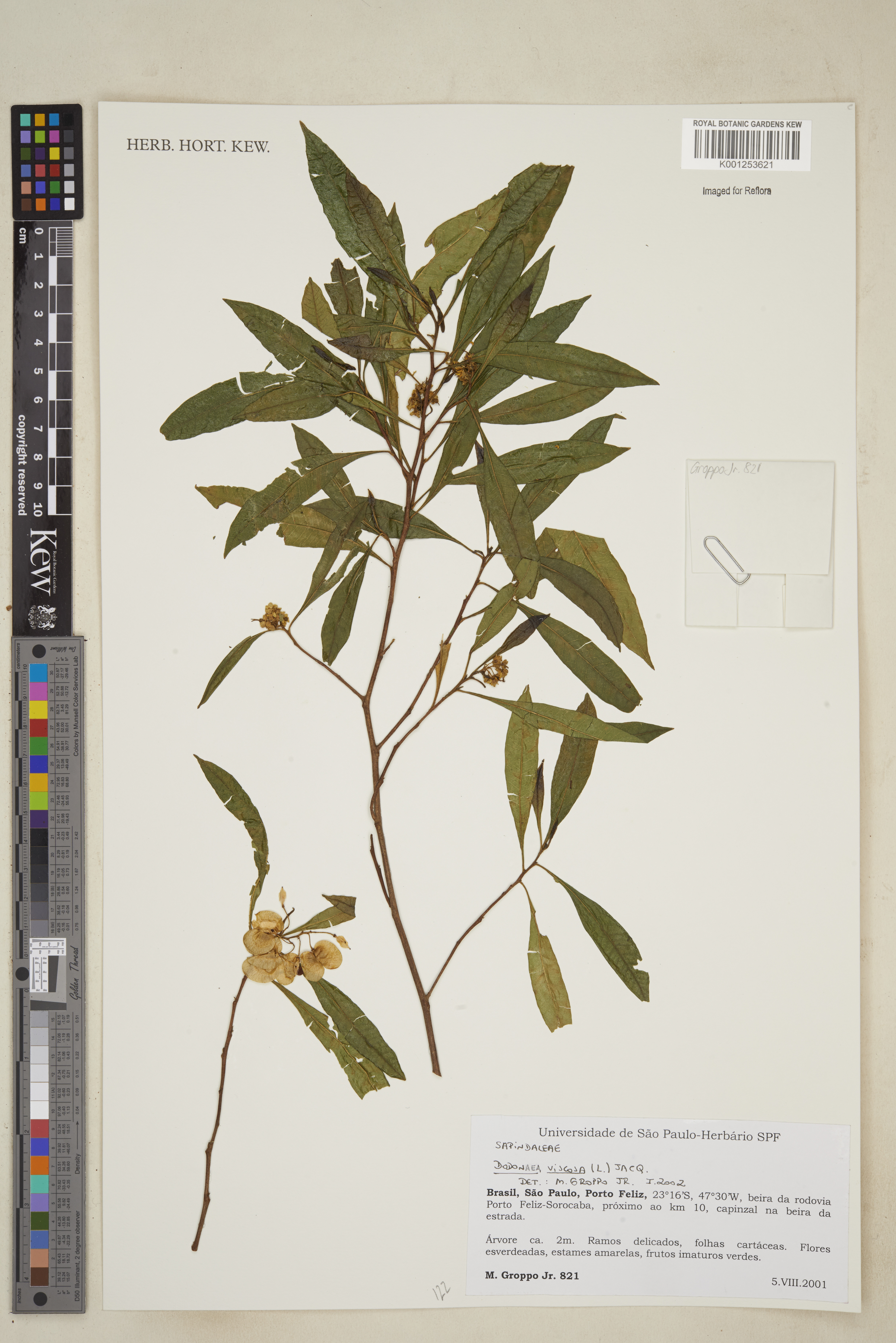 Dodonaea viscosa