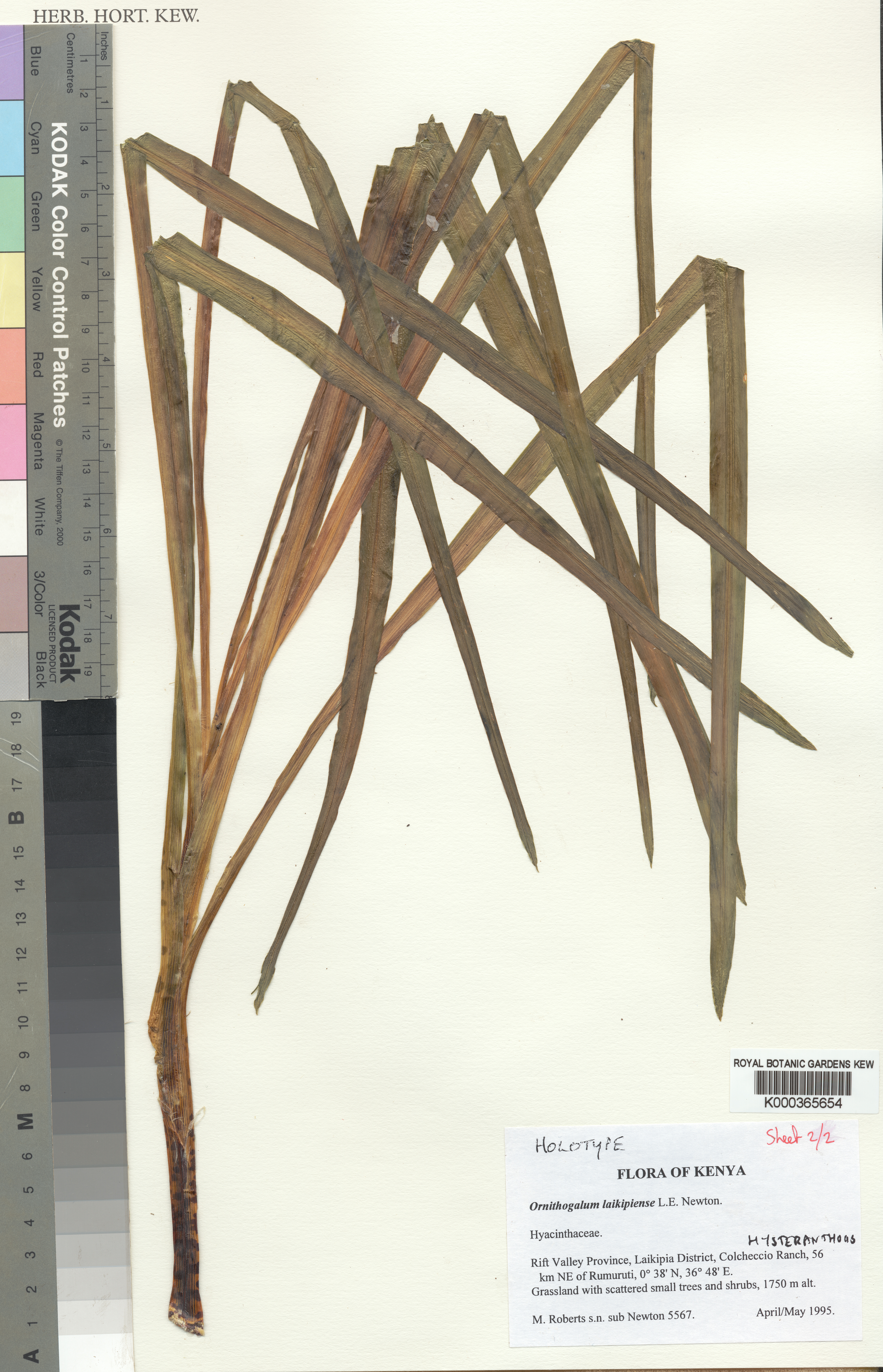 Drimia basutica