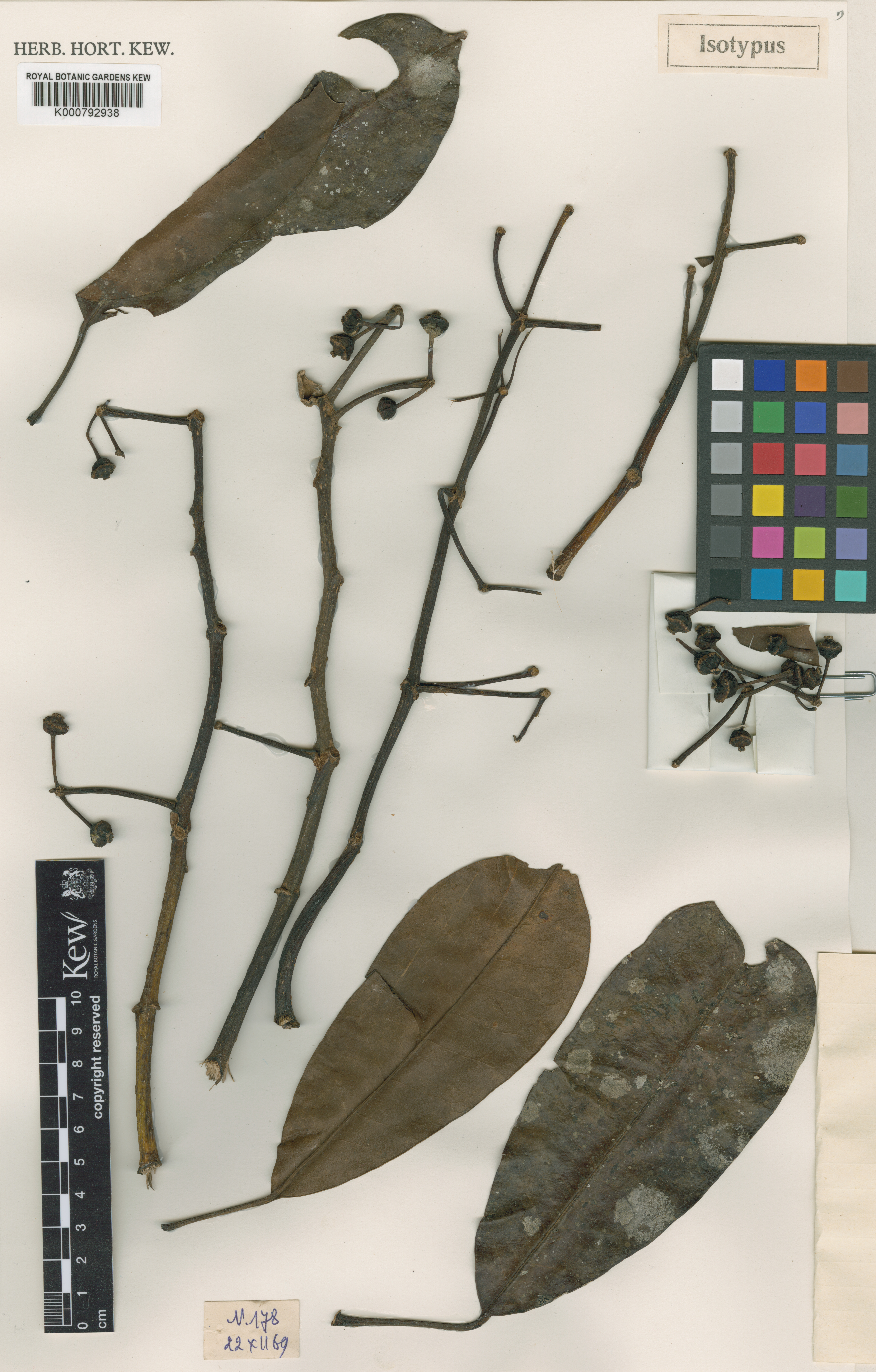 Heptapleurum hemiepiphyticum — ảnh 3