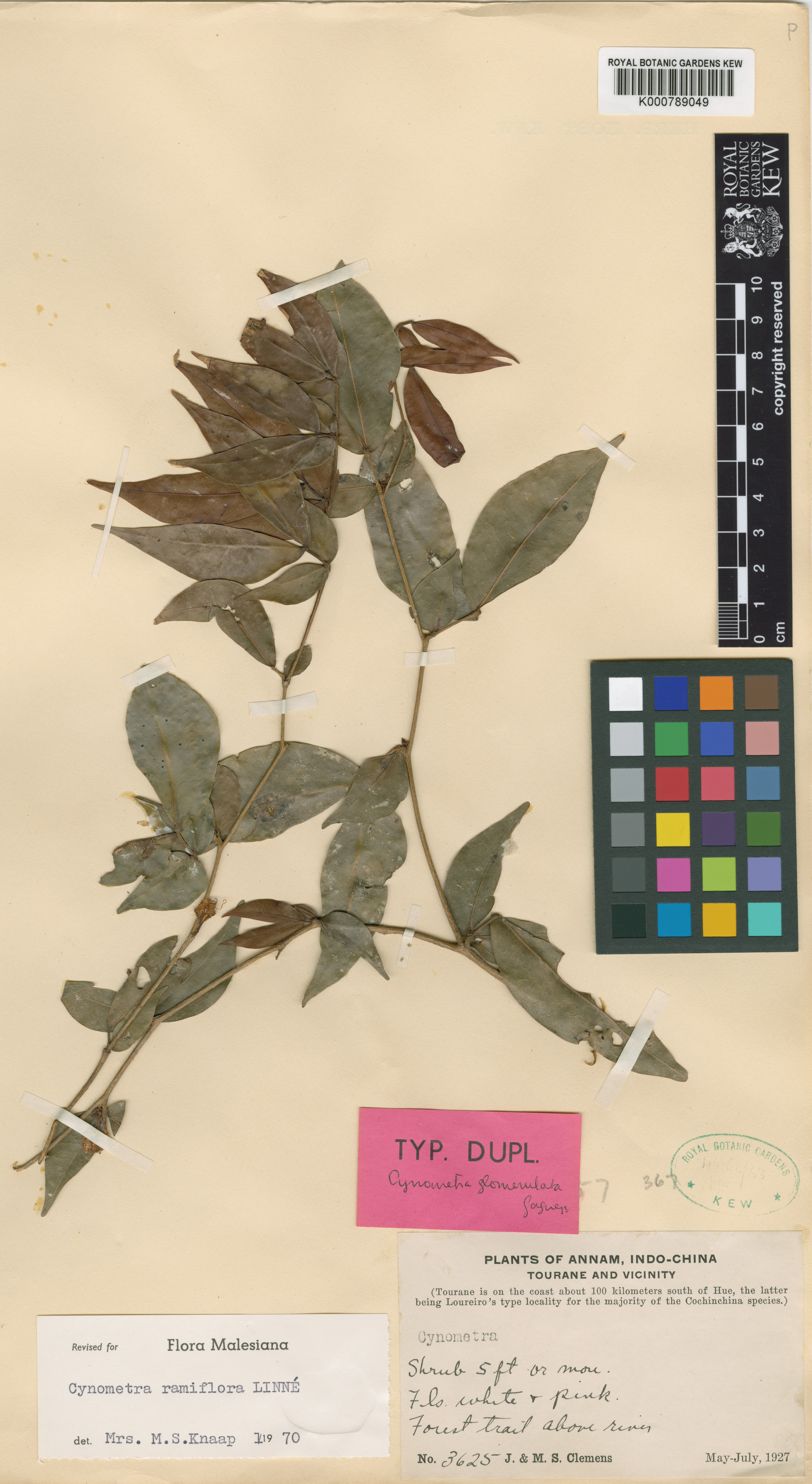 Đọt mọt (Cynometra ramiflora)