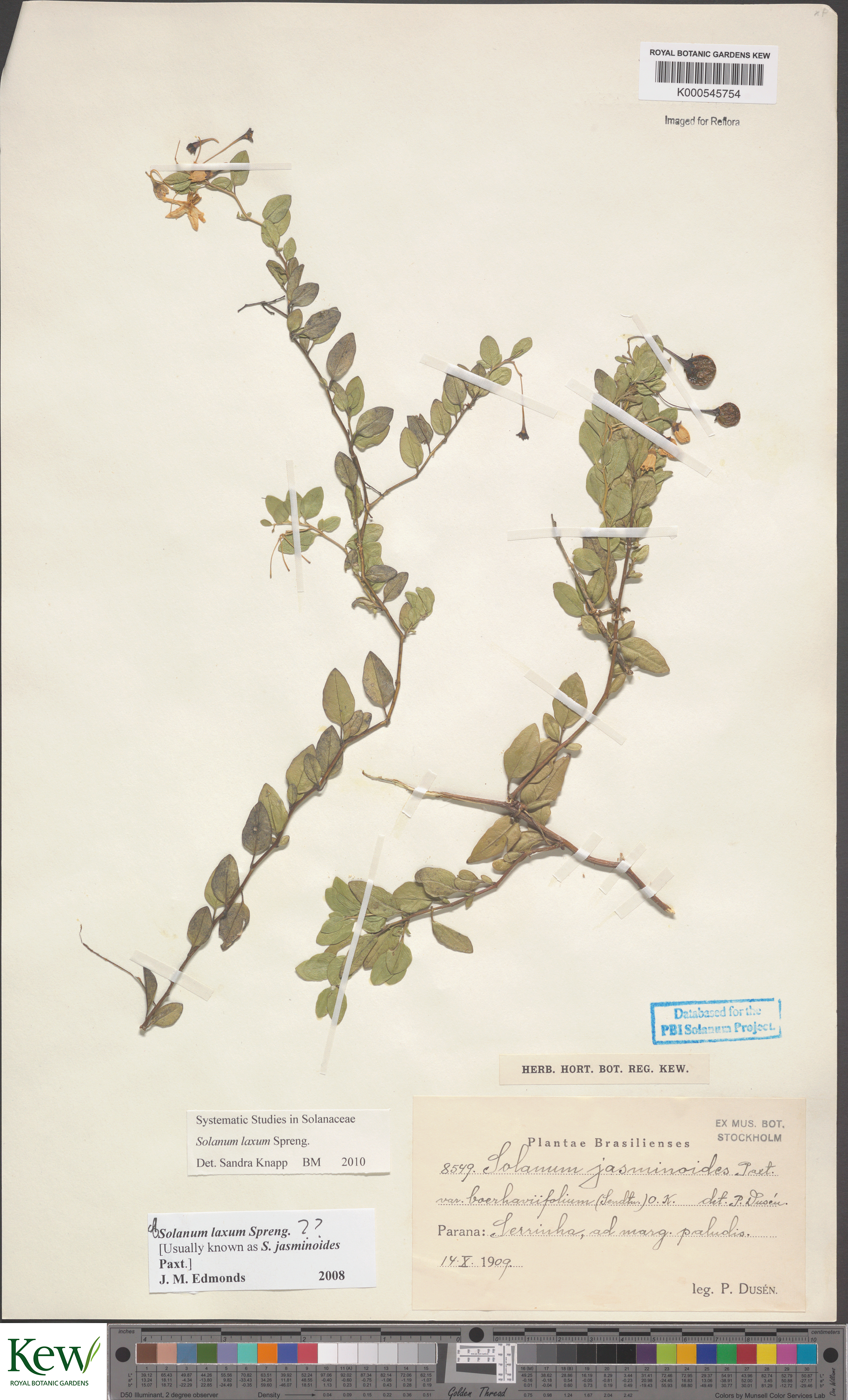 Solanum laxum