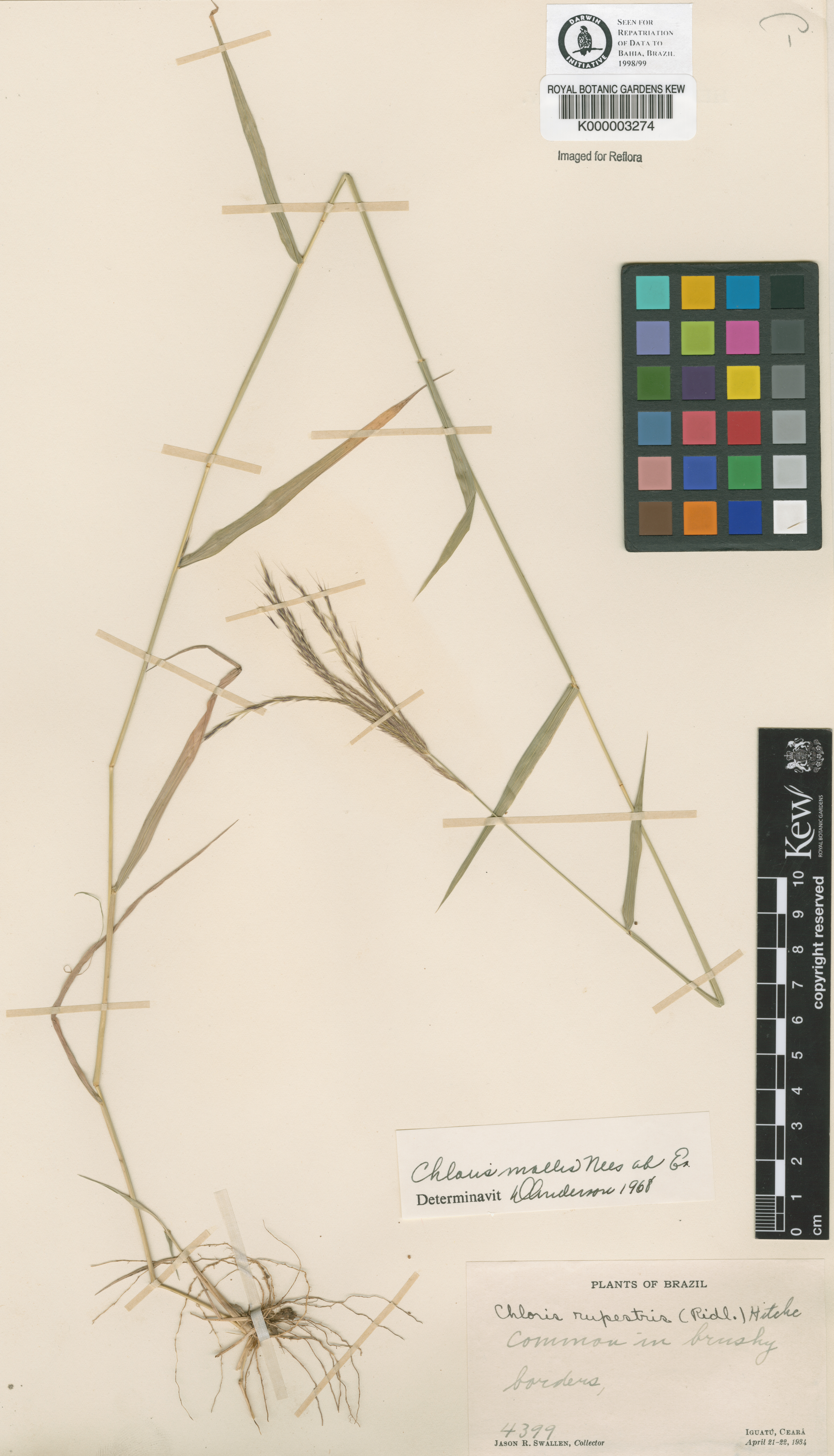 Enteropogon mollis