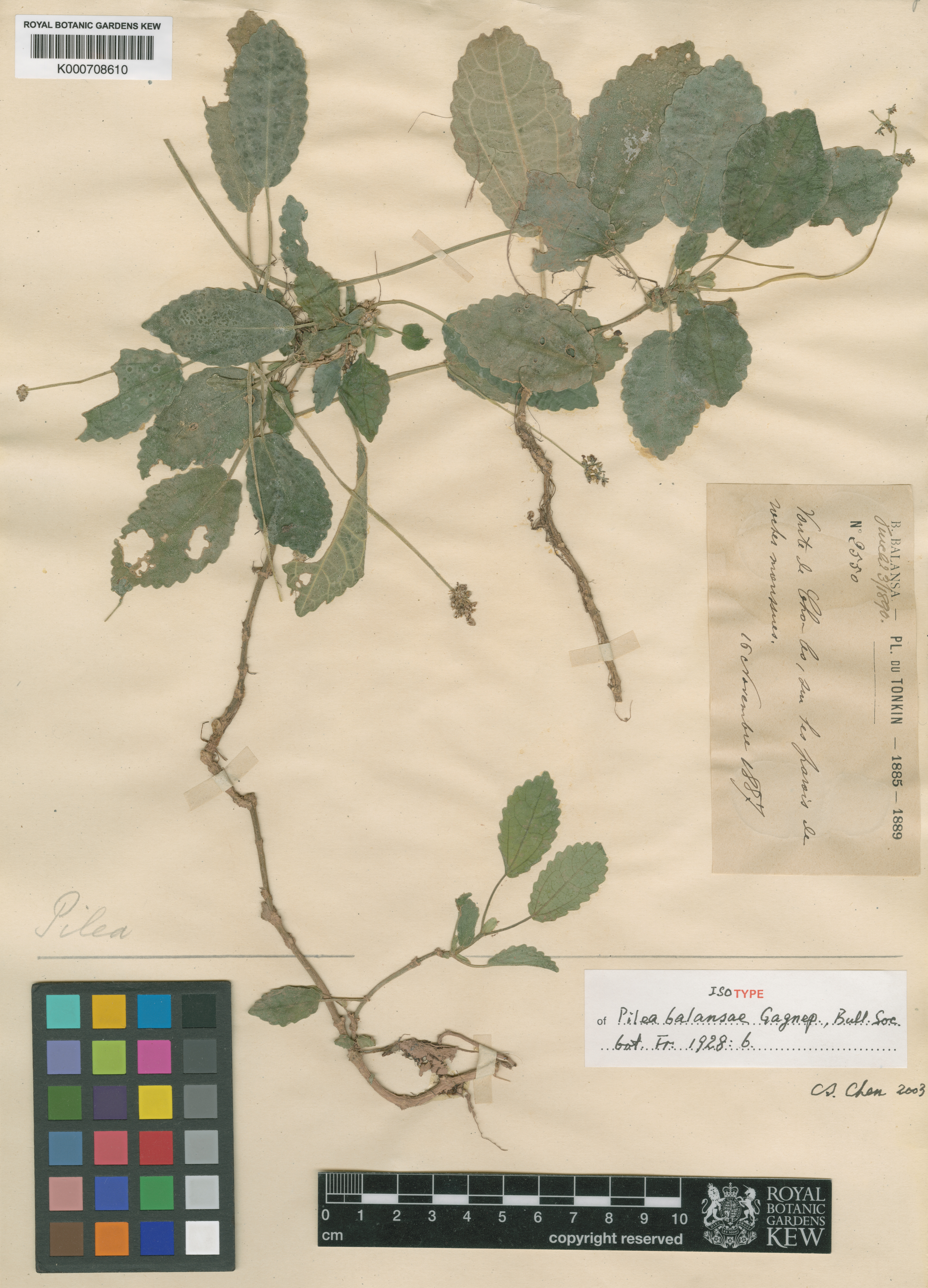 Pilea balansae (Pilea balansae)