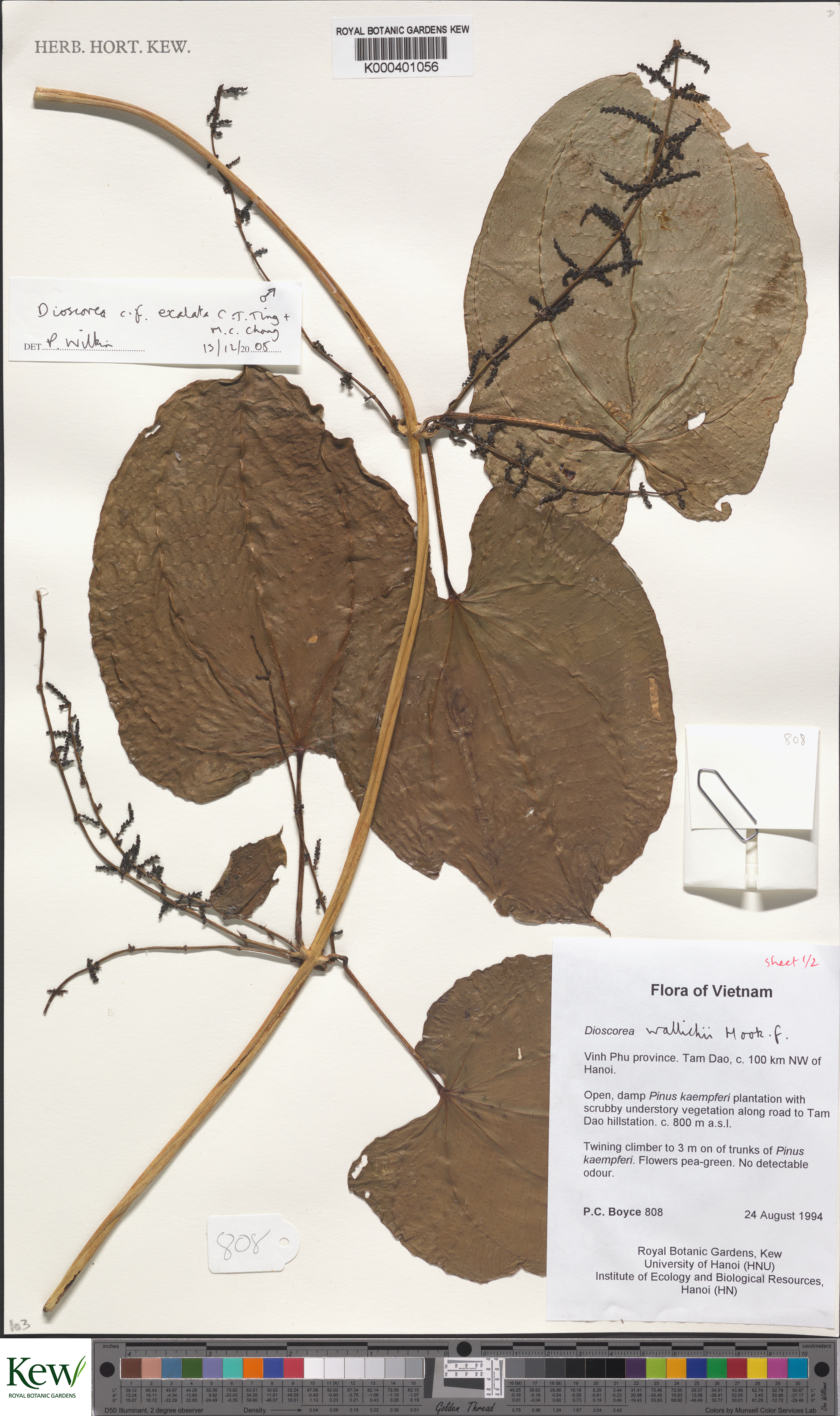 Dioscorea wallichii — ảnh 2