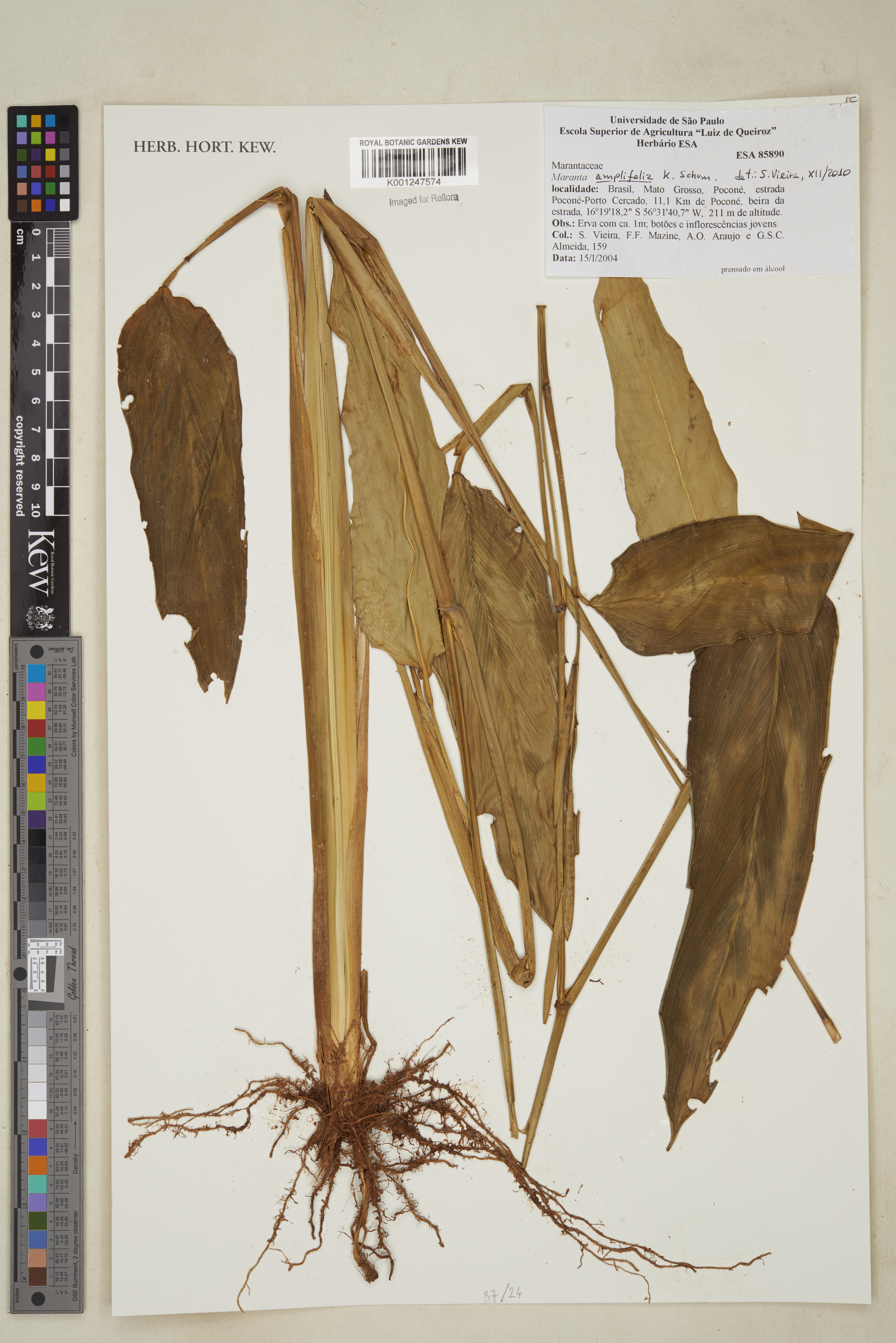 Maranta amplifolia
