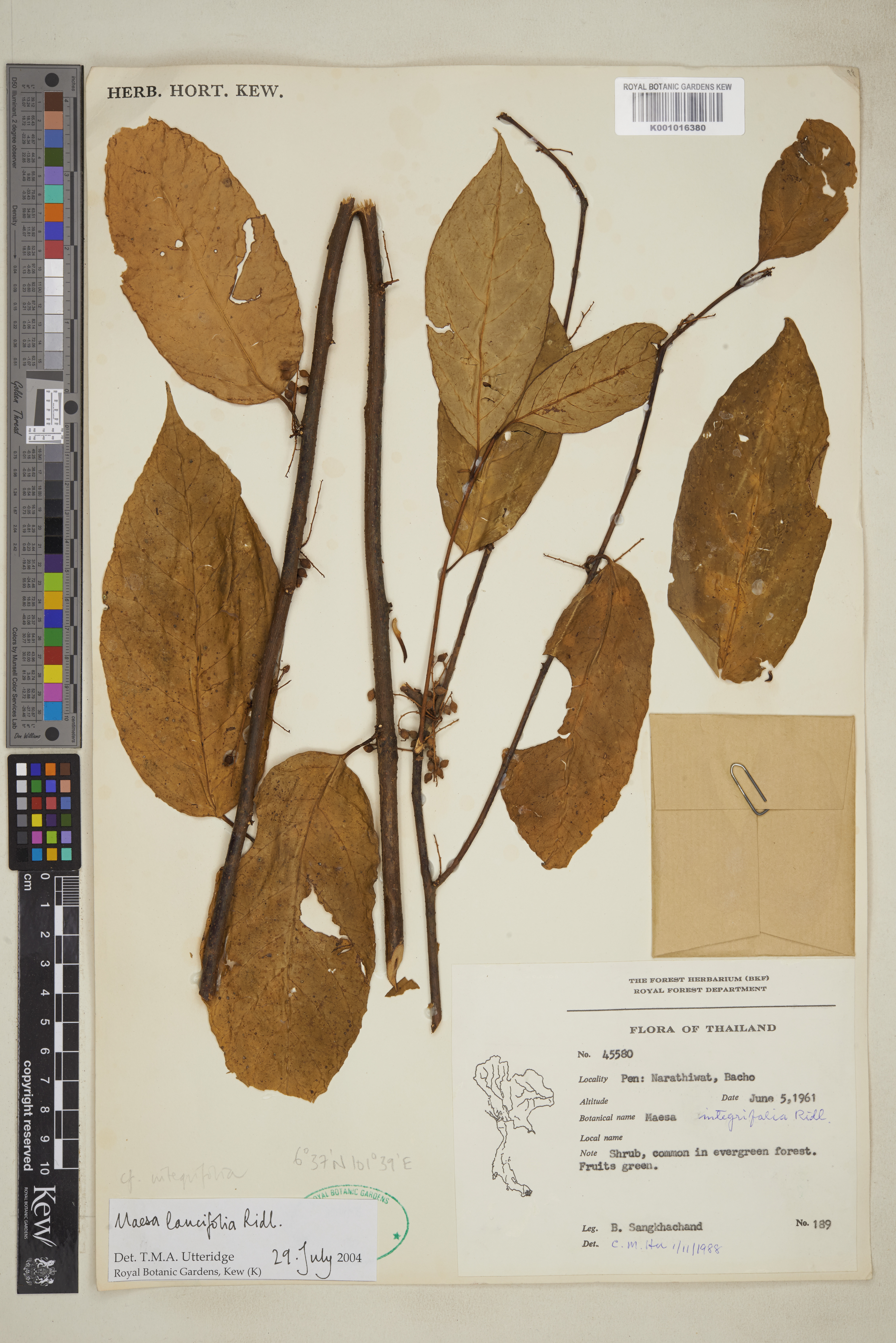 Maesa lancifolia (Maesa lancifolia)
