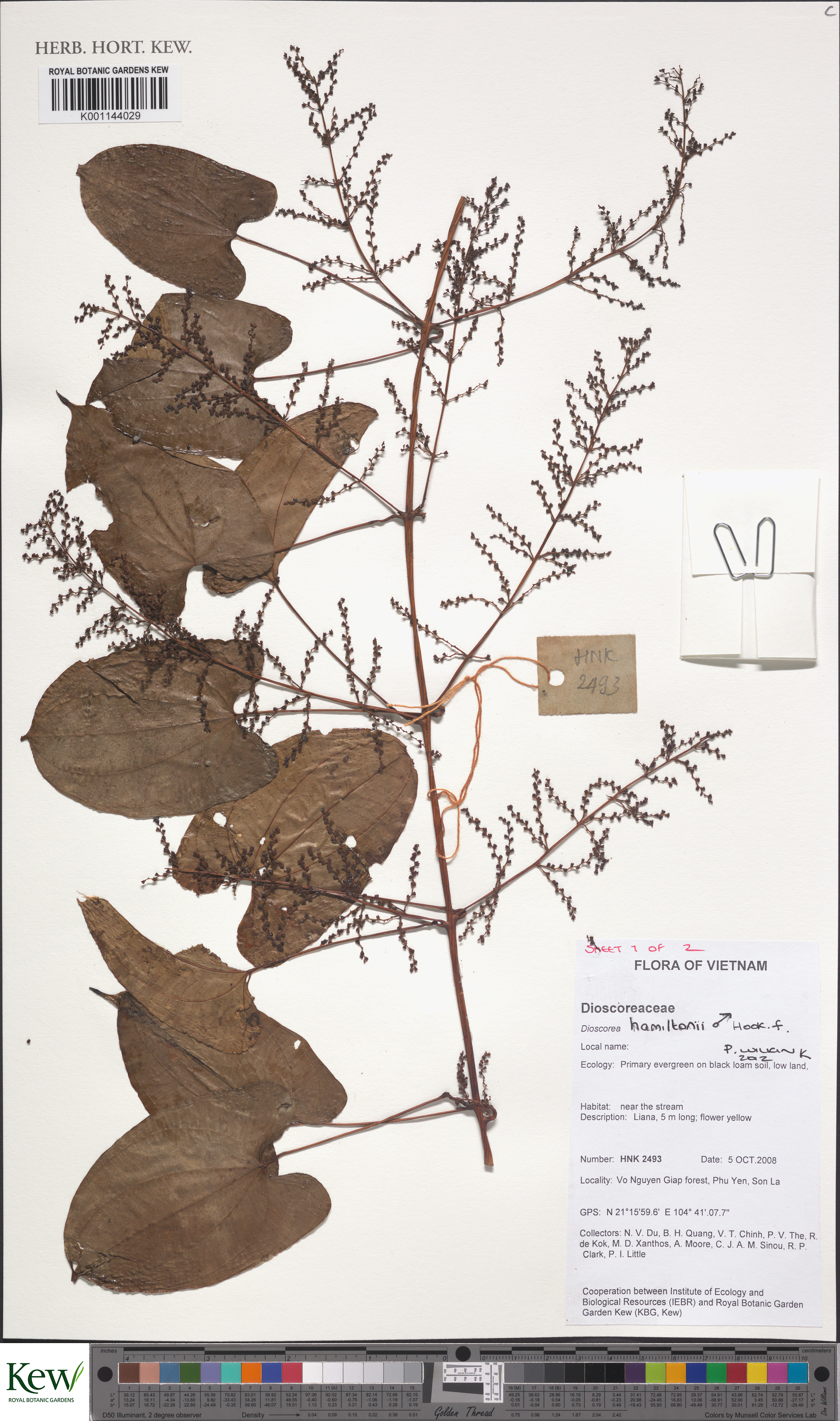 Dioscorea hamiltonii (Dioscorea hamiltonii)