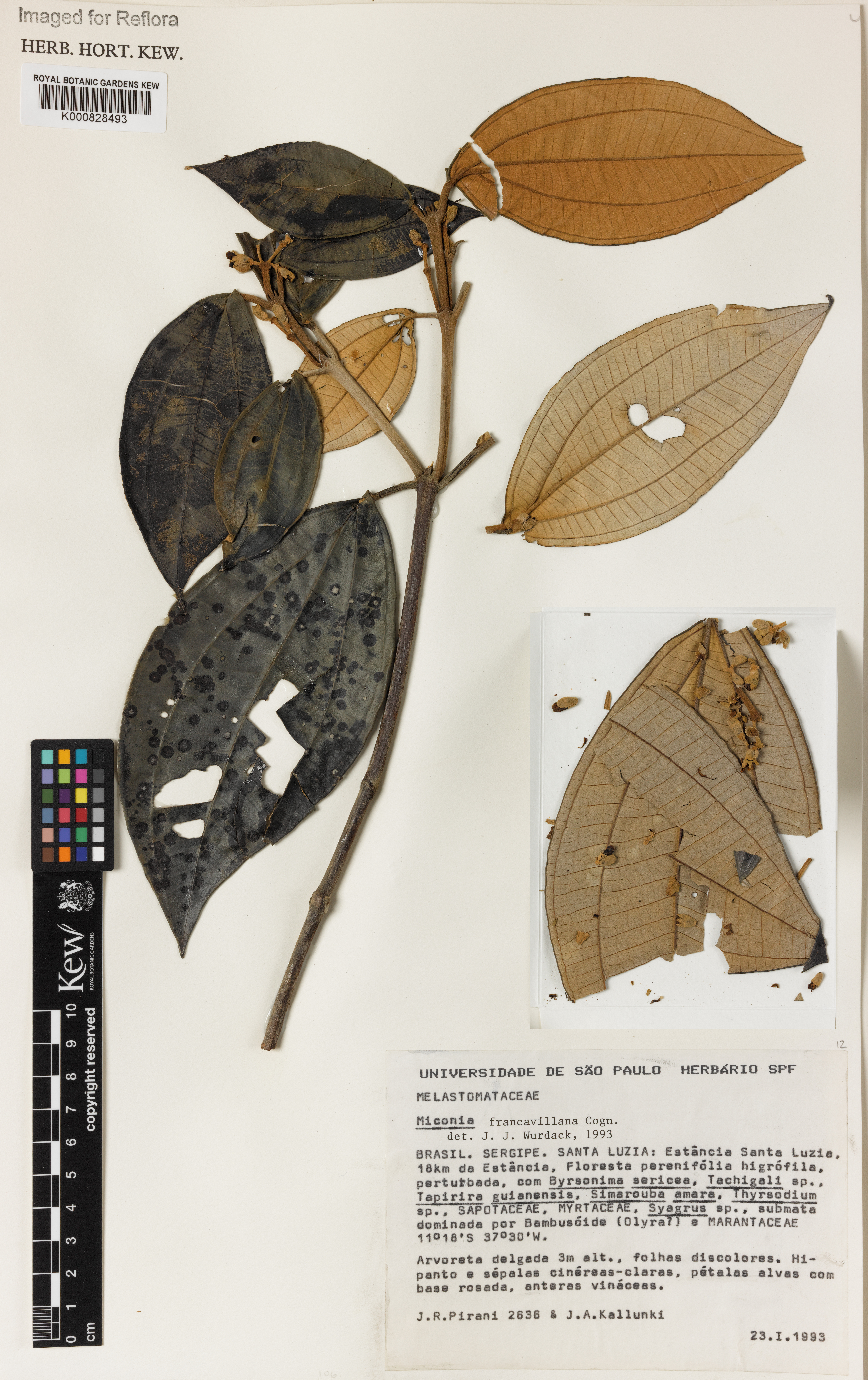 Miconia francavillana
