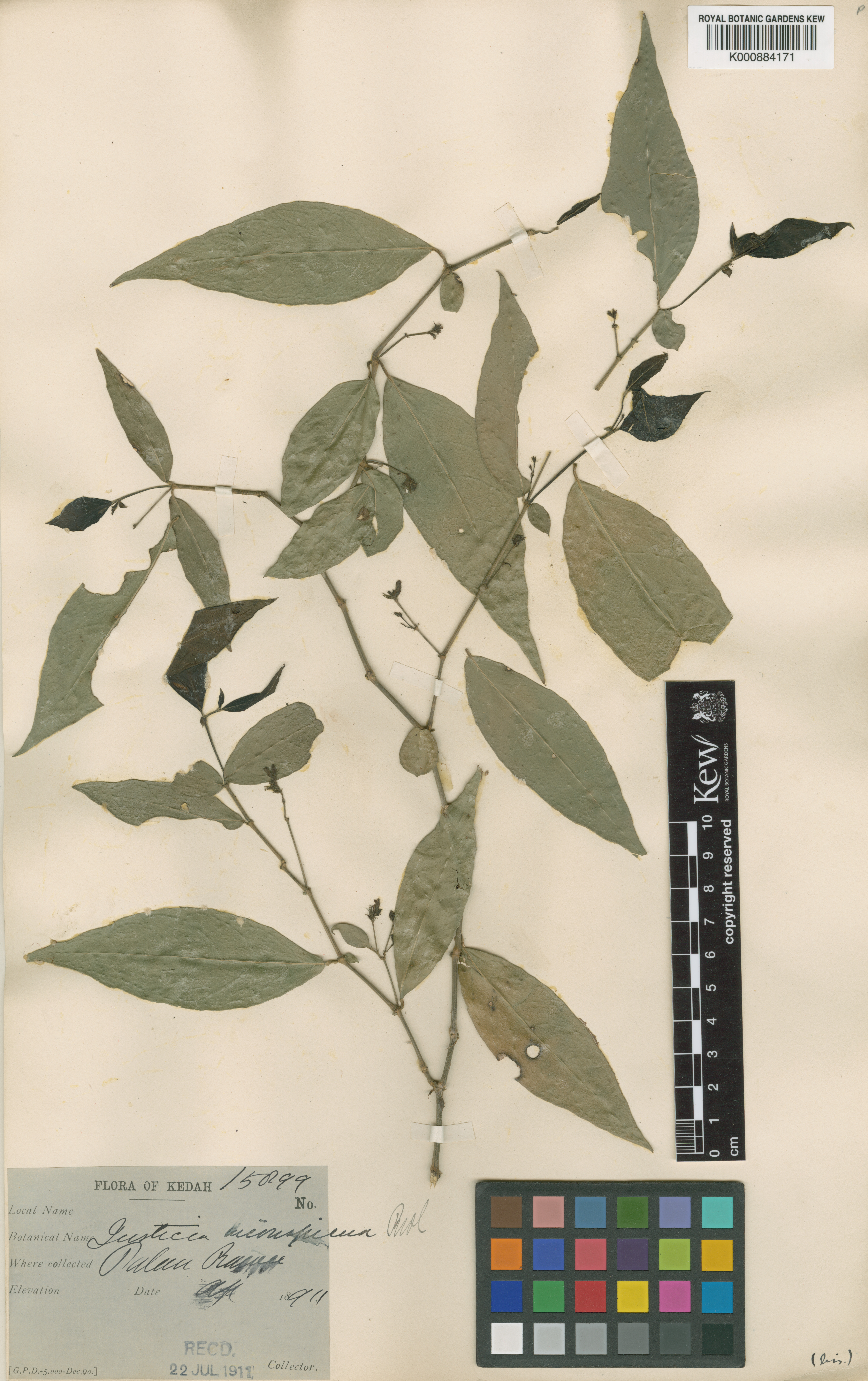 Isoglossa inermis (Isoglossa inermis)