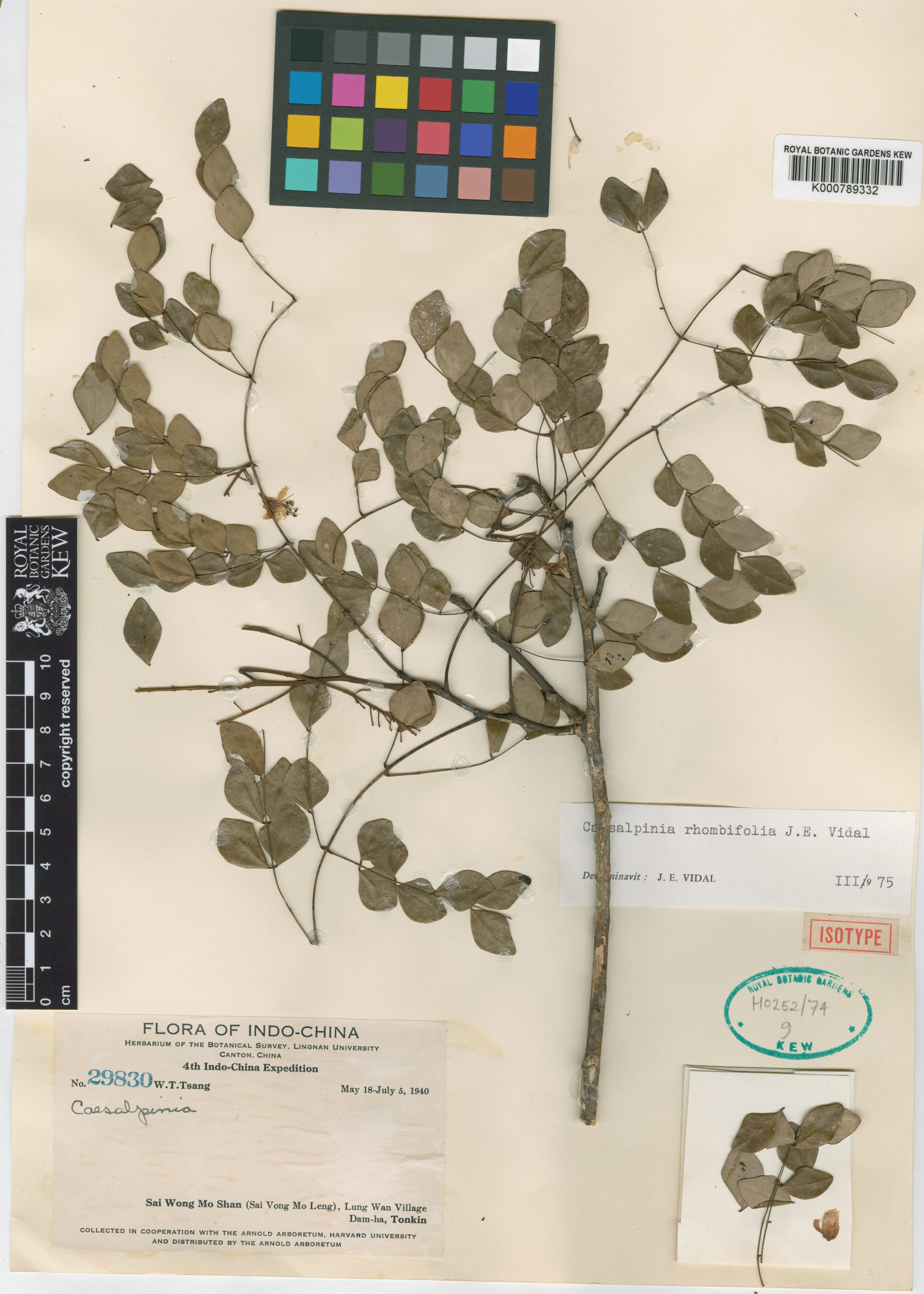 Ticanto rhombifolia — ảnh 3