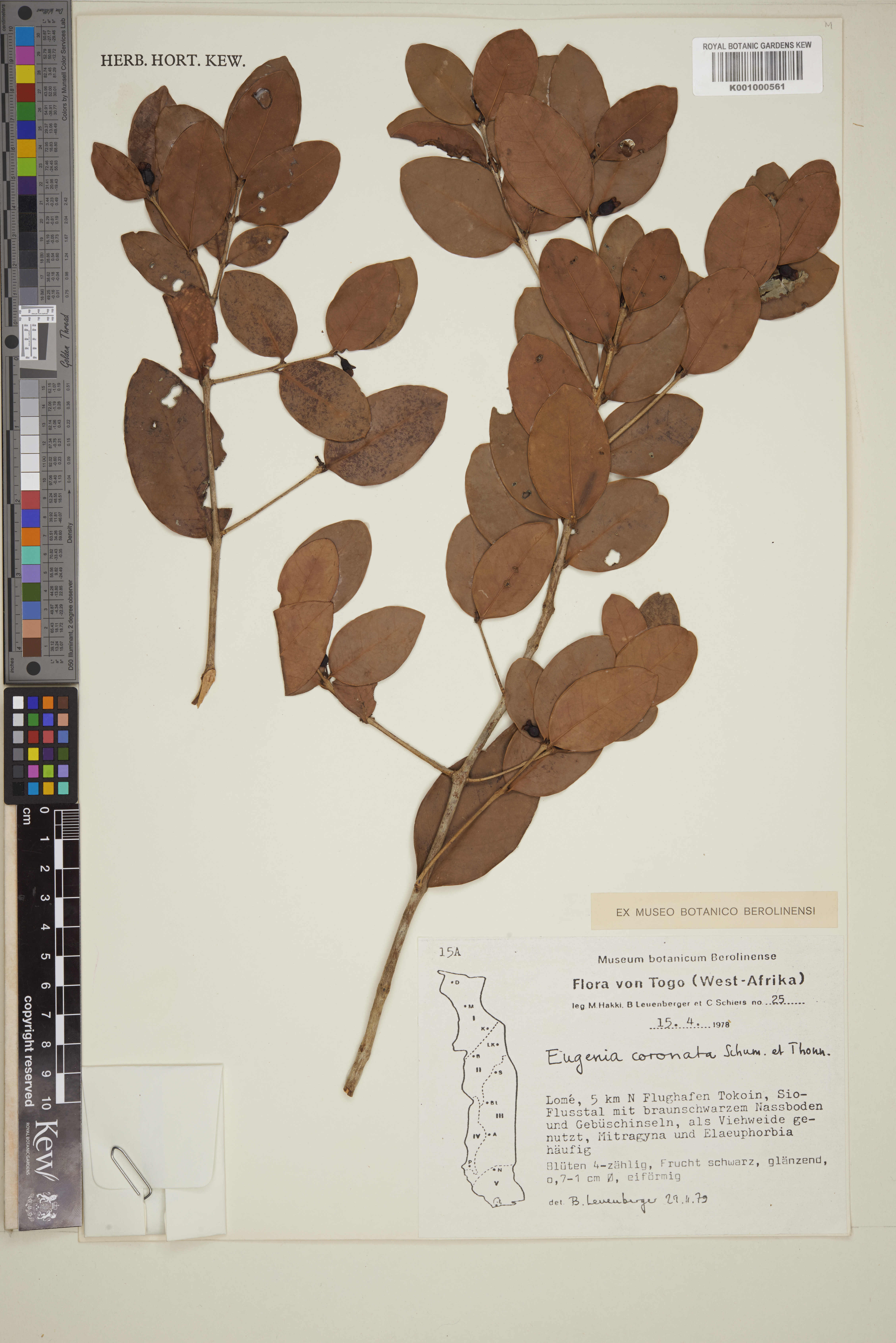 Imagem de Eugenia coronata